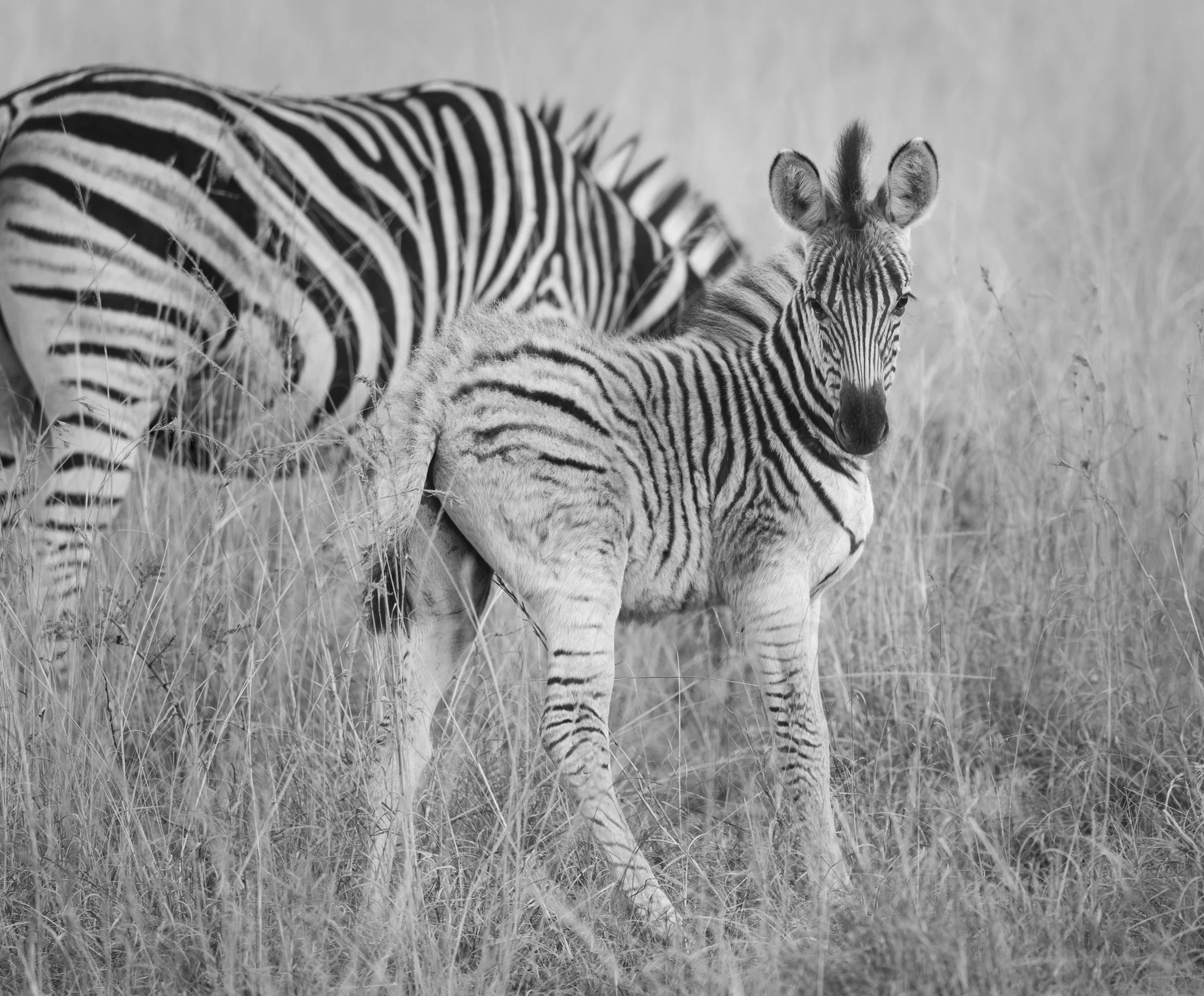 Baby zebra in monochrome image in Masai Mara, Kenya 2021 © Jen Goldman