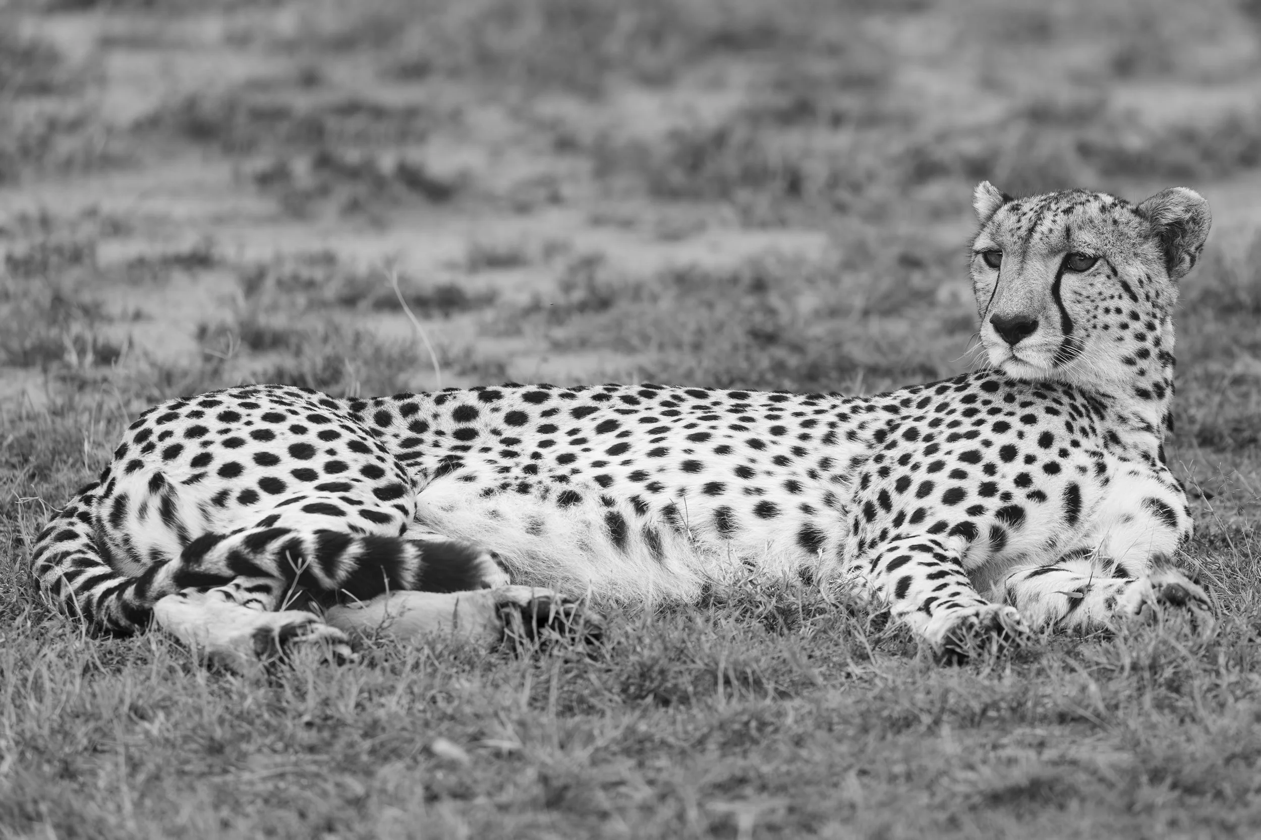 Cheetah in black and white photo in Naboisho Conservancy, Masai Mara, Kenya 2021 © Jen Goldman