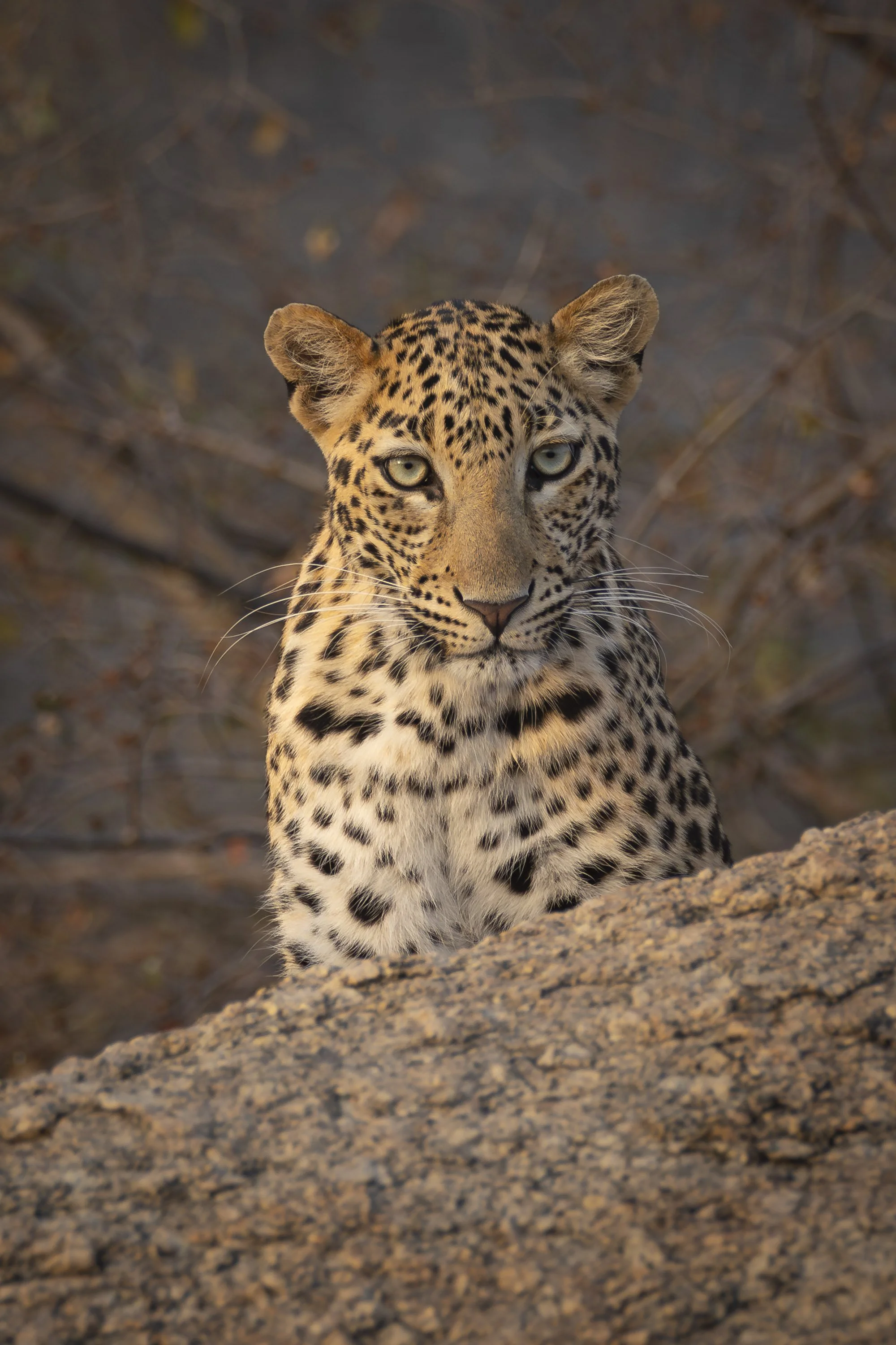 Leopard in in Jawai region in Rajasthan, India 2023 © Jen Goldman