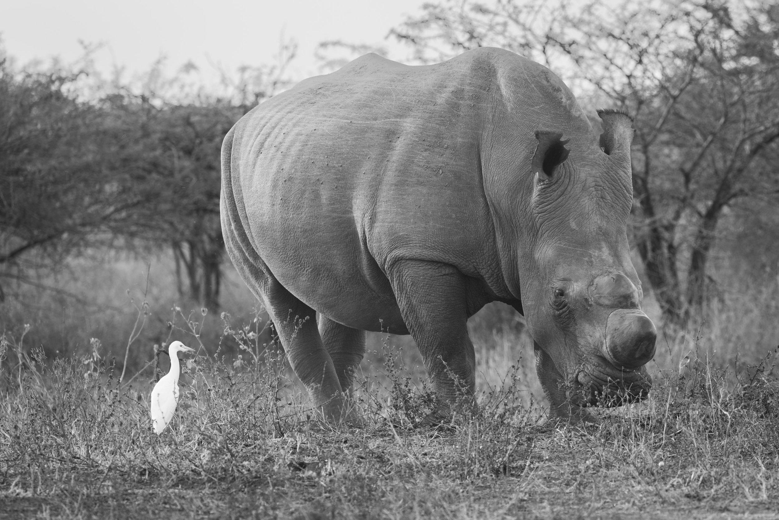 White rhino and white bird in Phinda Private Game Reserve, South Africa 2019 © Jen Goldman