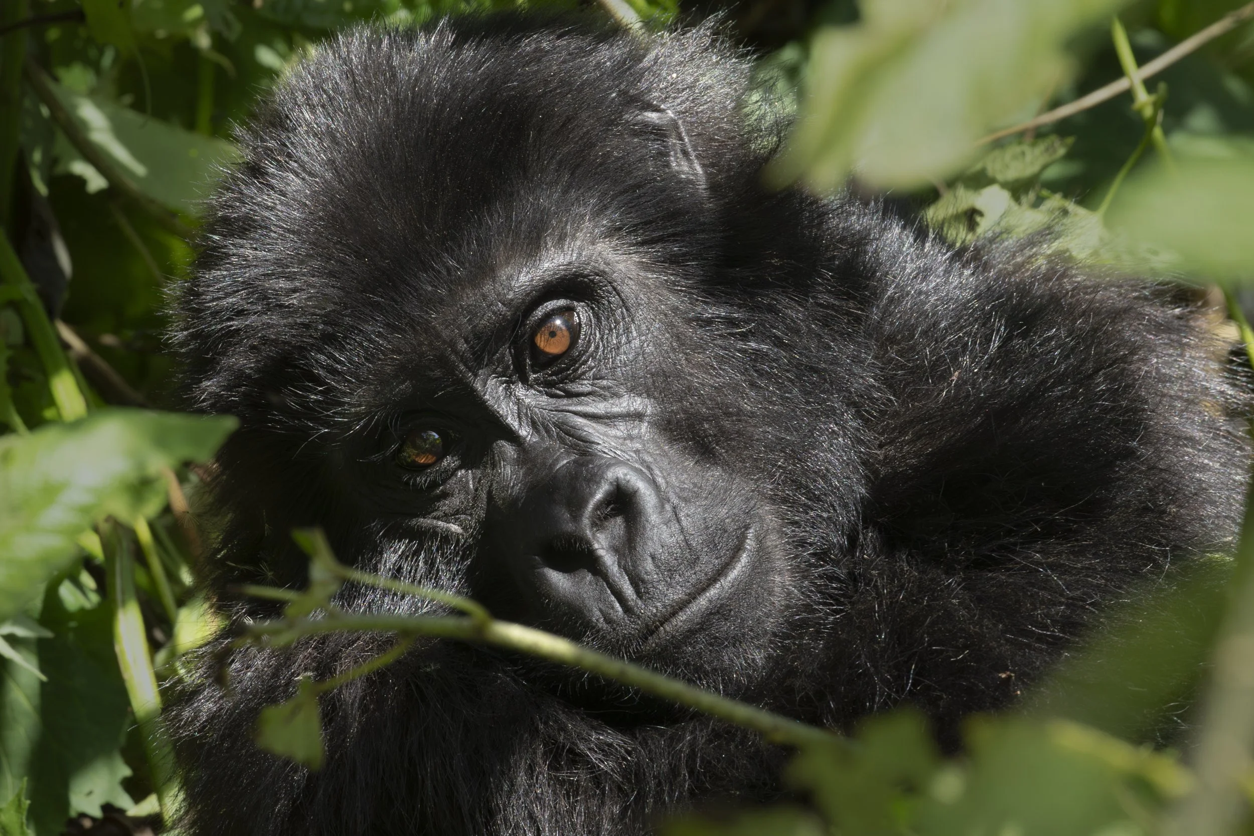 Gorilla in tree from habituation experience in Bwindi Impenetrable Forest, Uganda 2021 © Jen Goldman