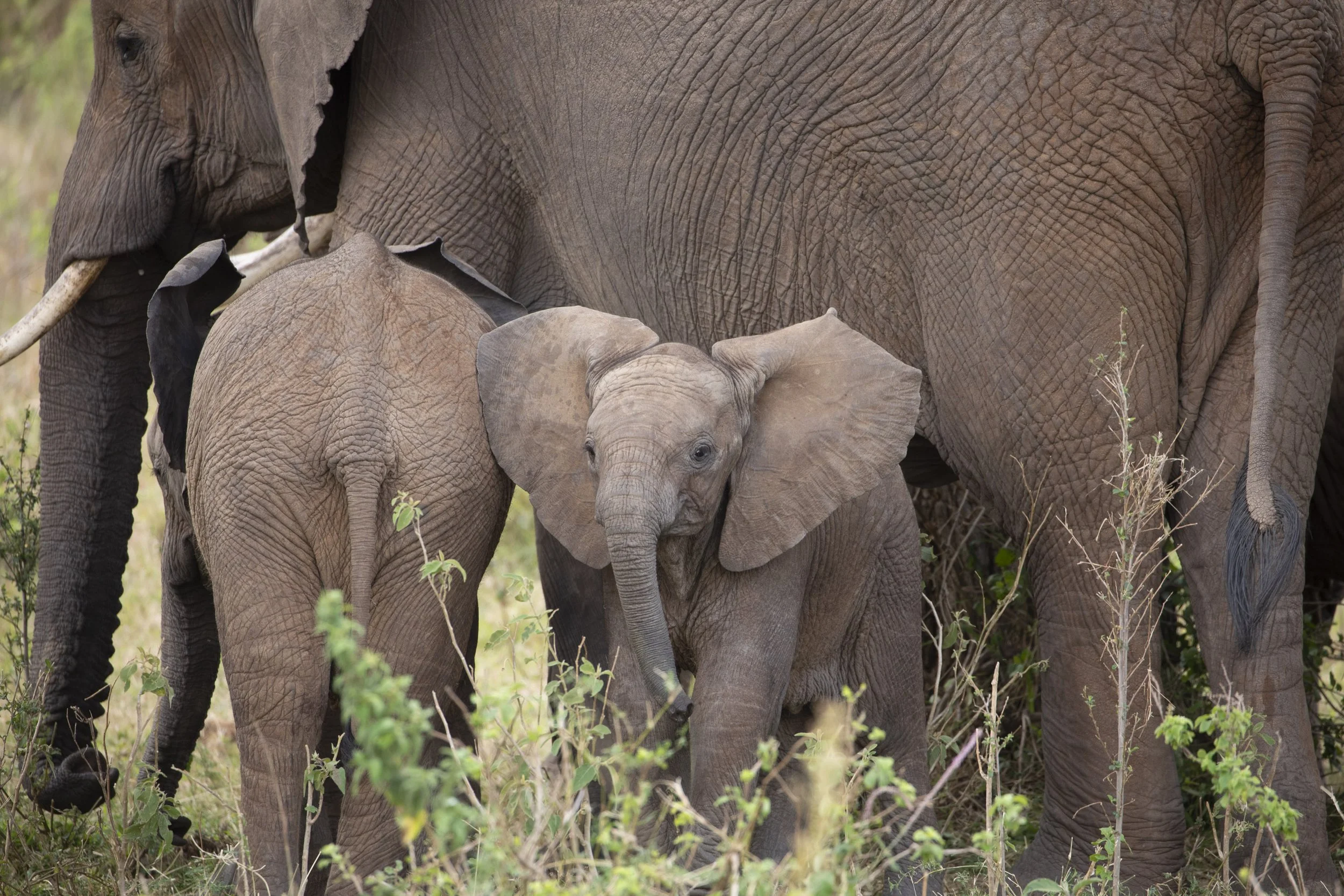 Baby elephant with herd in Masai Mara, Kenya 2021 © Jen Goldman
