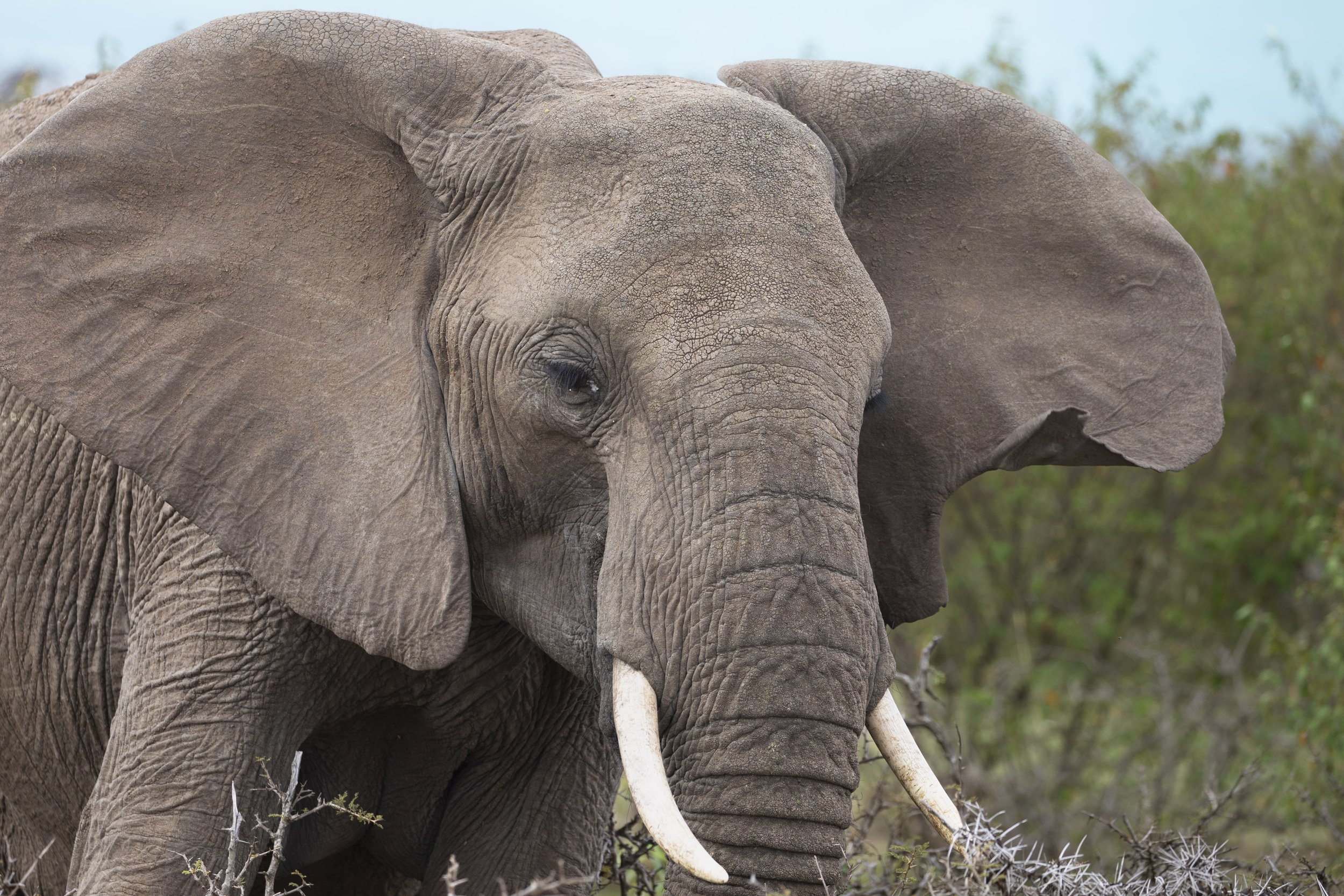 Elephant in Naboisho Conservancy, Masai Mara, Kenya 2021 © Jen Goldman