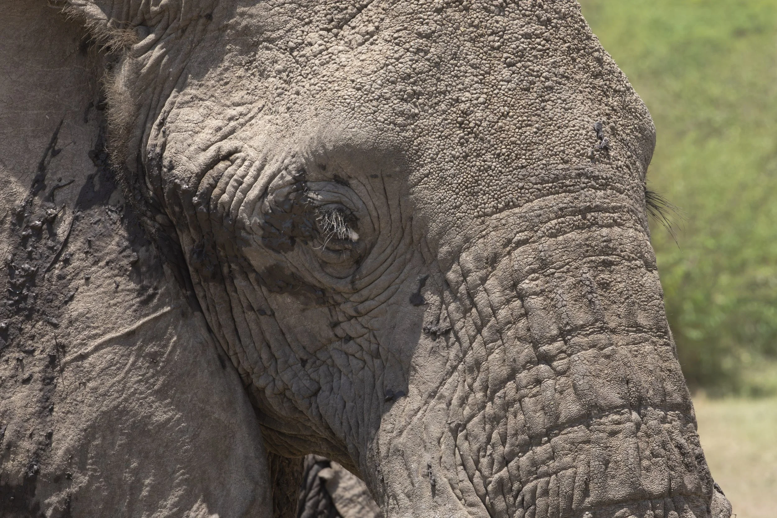 Elephant texture close-up © Jen Goldman
