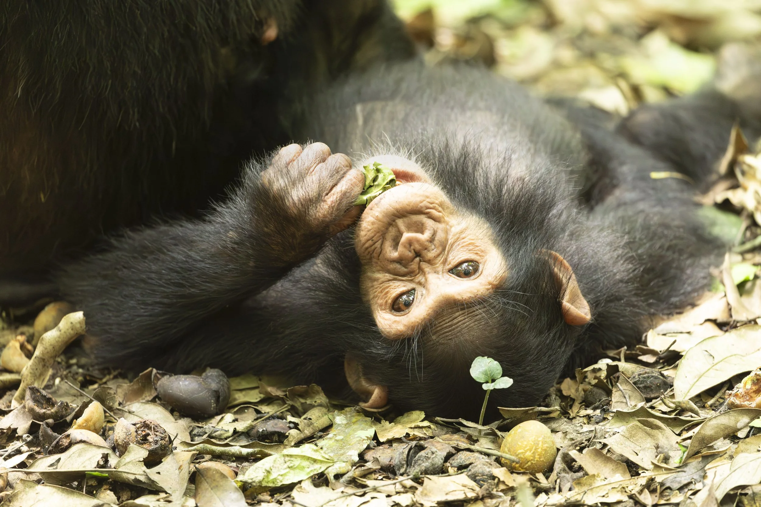 Chimpanzee laying down in Kibale National Park, Uganda 2021 © Jen Goldman