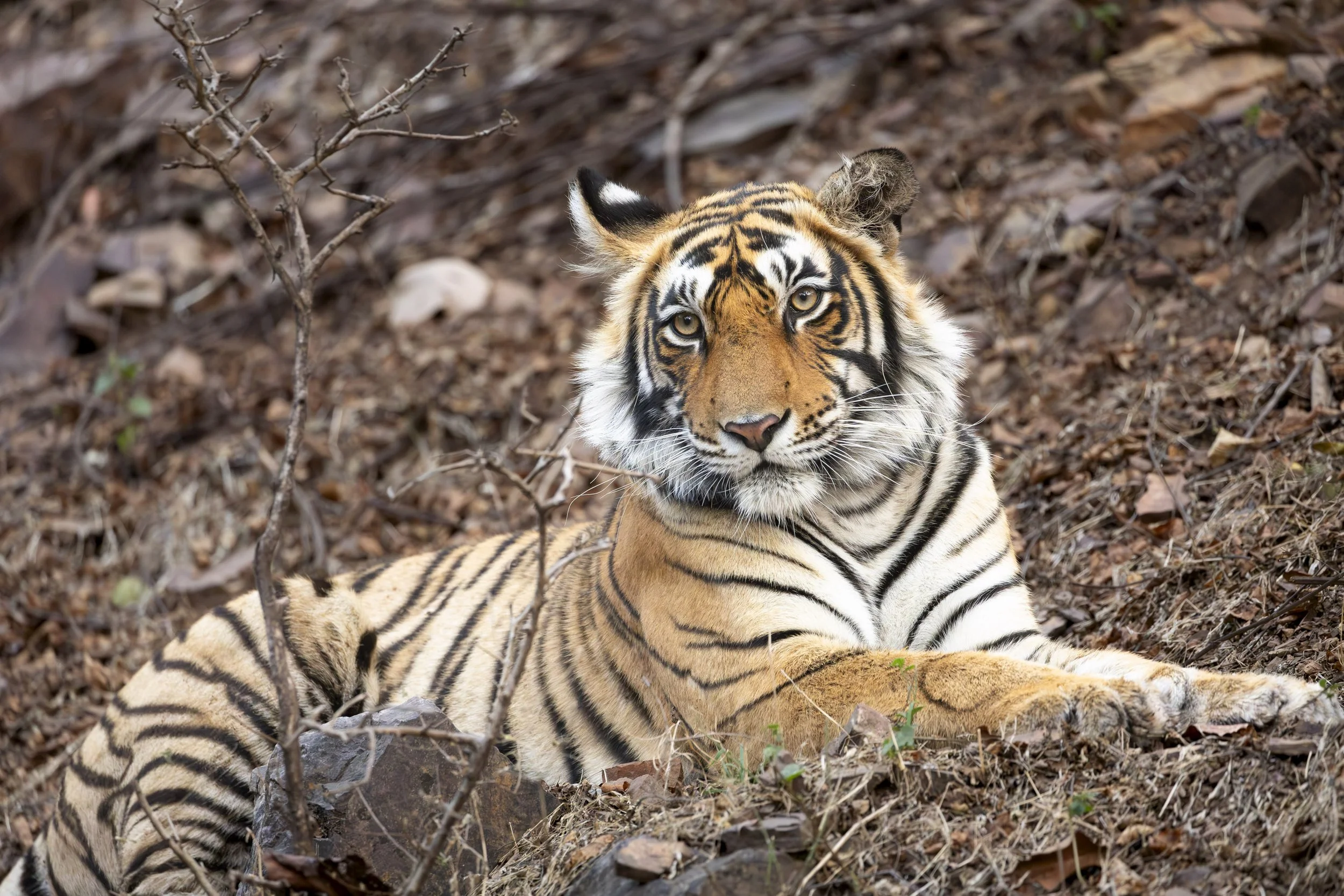Young female tigress in Ranthambore National Park, Rajasthan, India, April 2023 © Jen Goldman