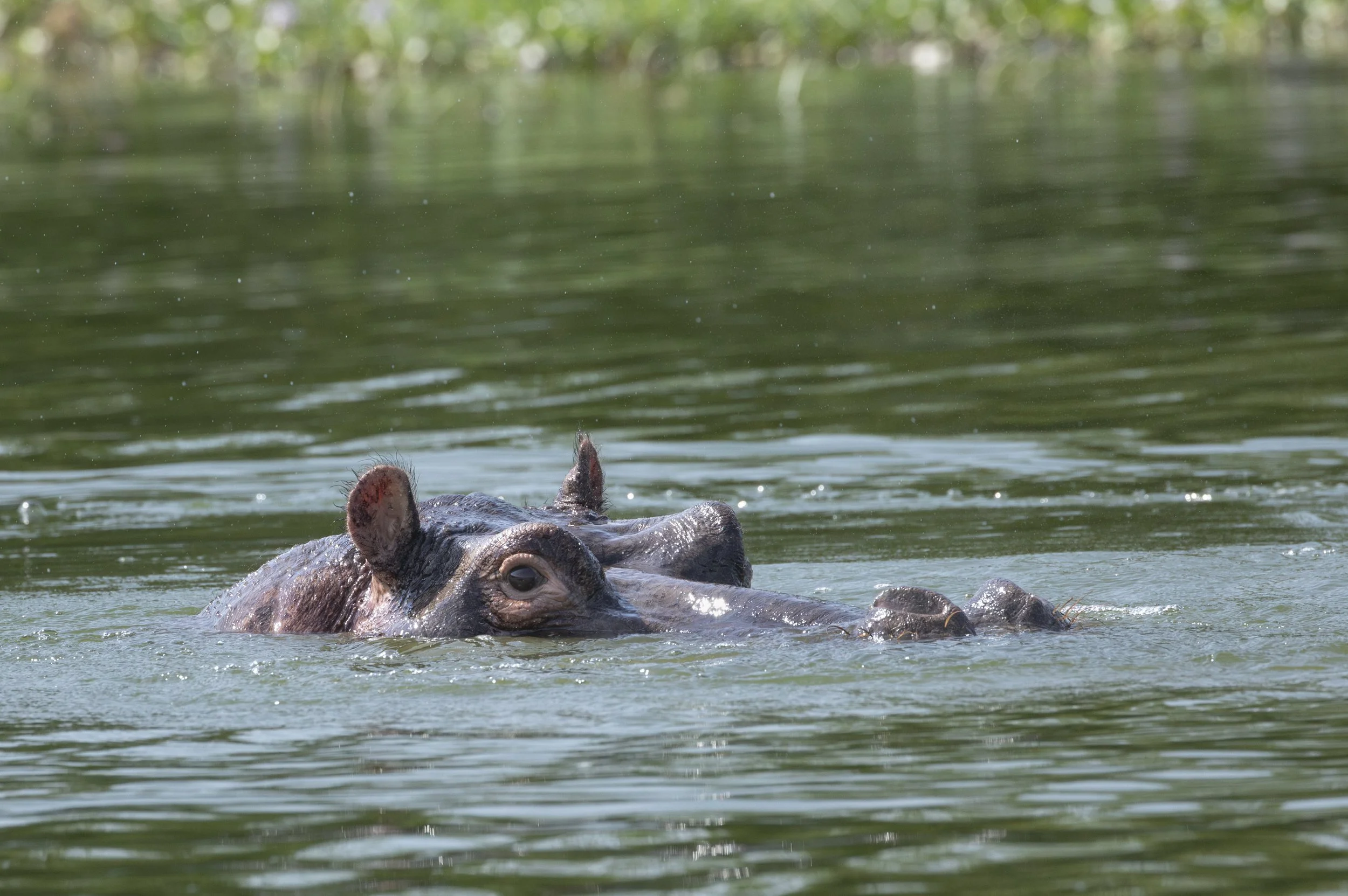 Hippo in Kazinga Channel, Queen Elizabeth National Park, Uganda 2021 © Jen Goldman