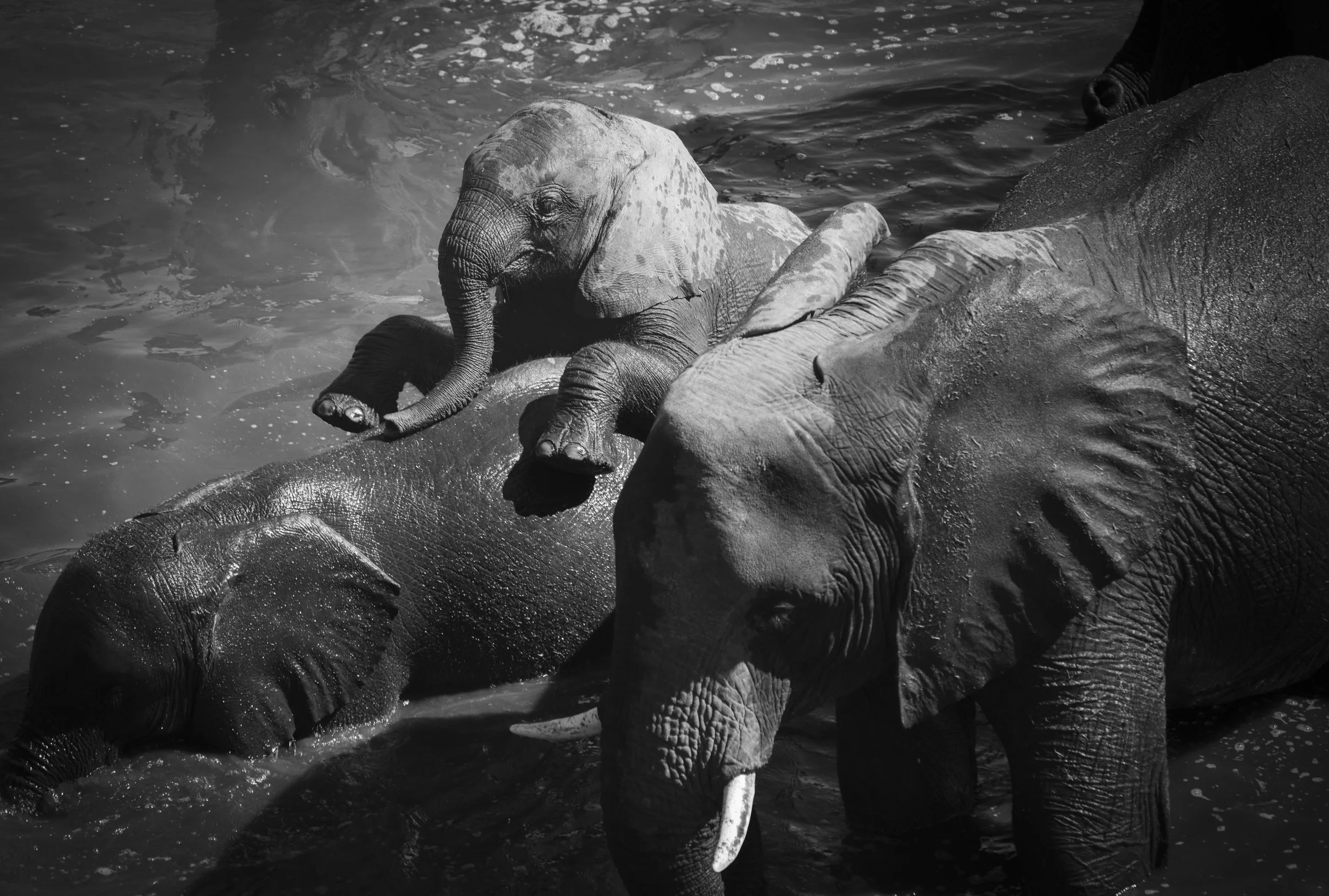 Elephant baby playing in water hole in Chobe National Park, Botswana 2019 © Jen Goldman