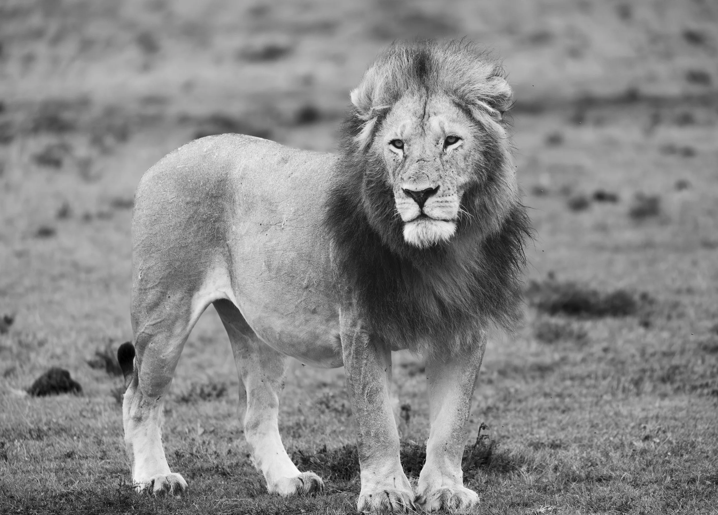 Lion in Naboisho Conservancy, Masai Mara, Kenya 2021 © Jen Goldman