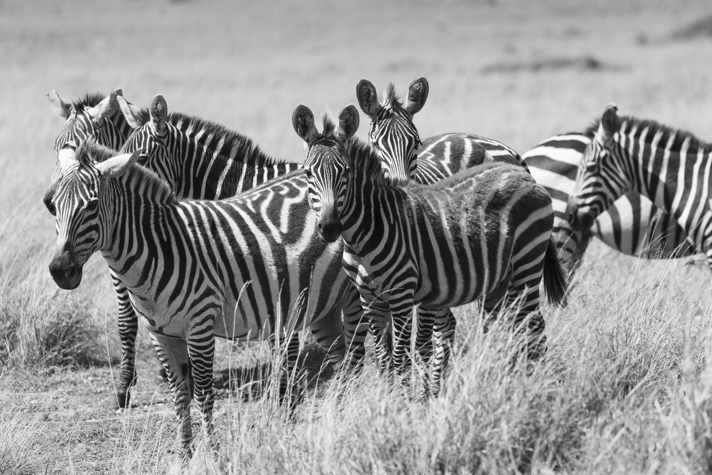 Monochrome image of zebra group in Masai Mara, Kenya 2021 © Jen Goldman