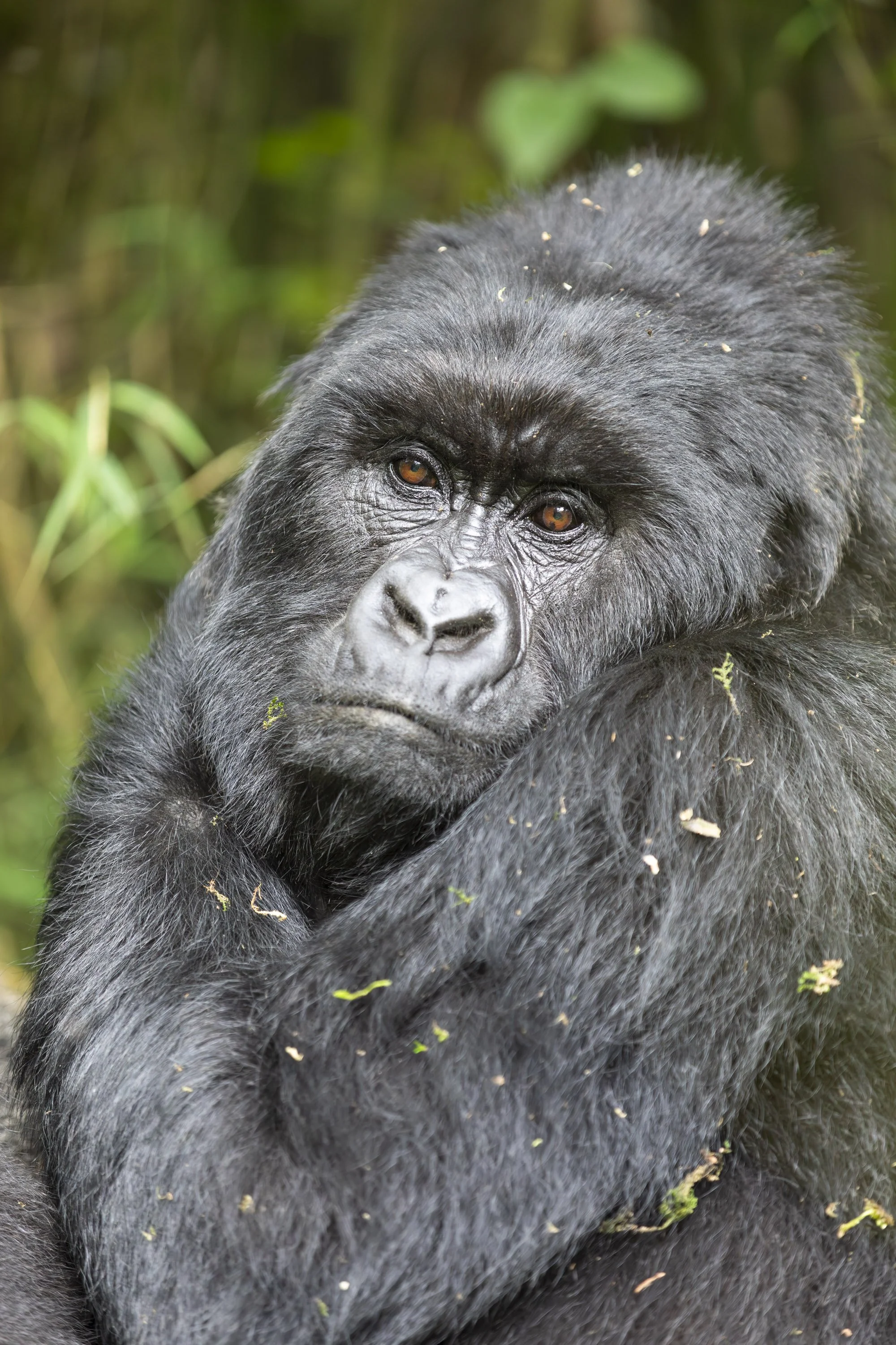 Female gorilla from Nyakagezi gorilla family in Mgahinga National Park, Uganda 2022 © Jen Goldman