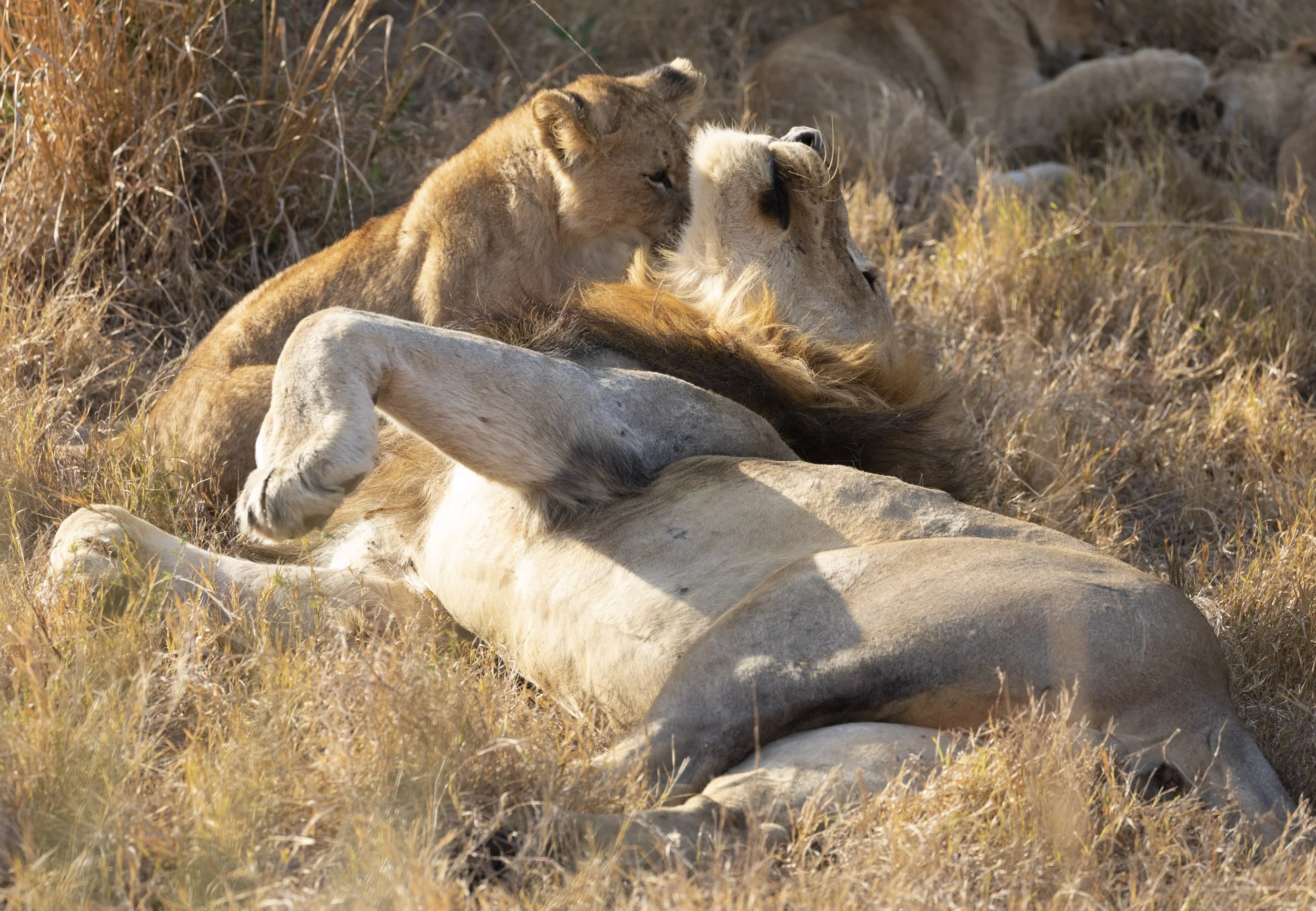 Male lion and his cub playing around in Phinda Private Game Reserve, South Africa 2019 © Jen Goldman