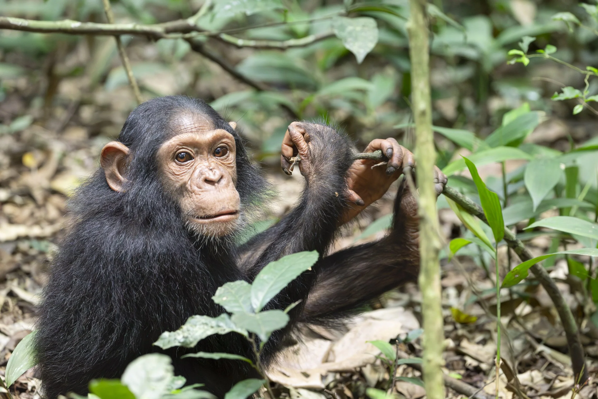 Young chimpanzee in Kibale National Park, Uganda 2021 © Jen Goldman