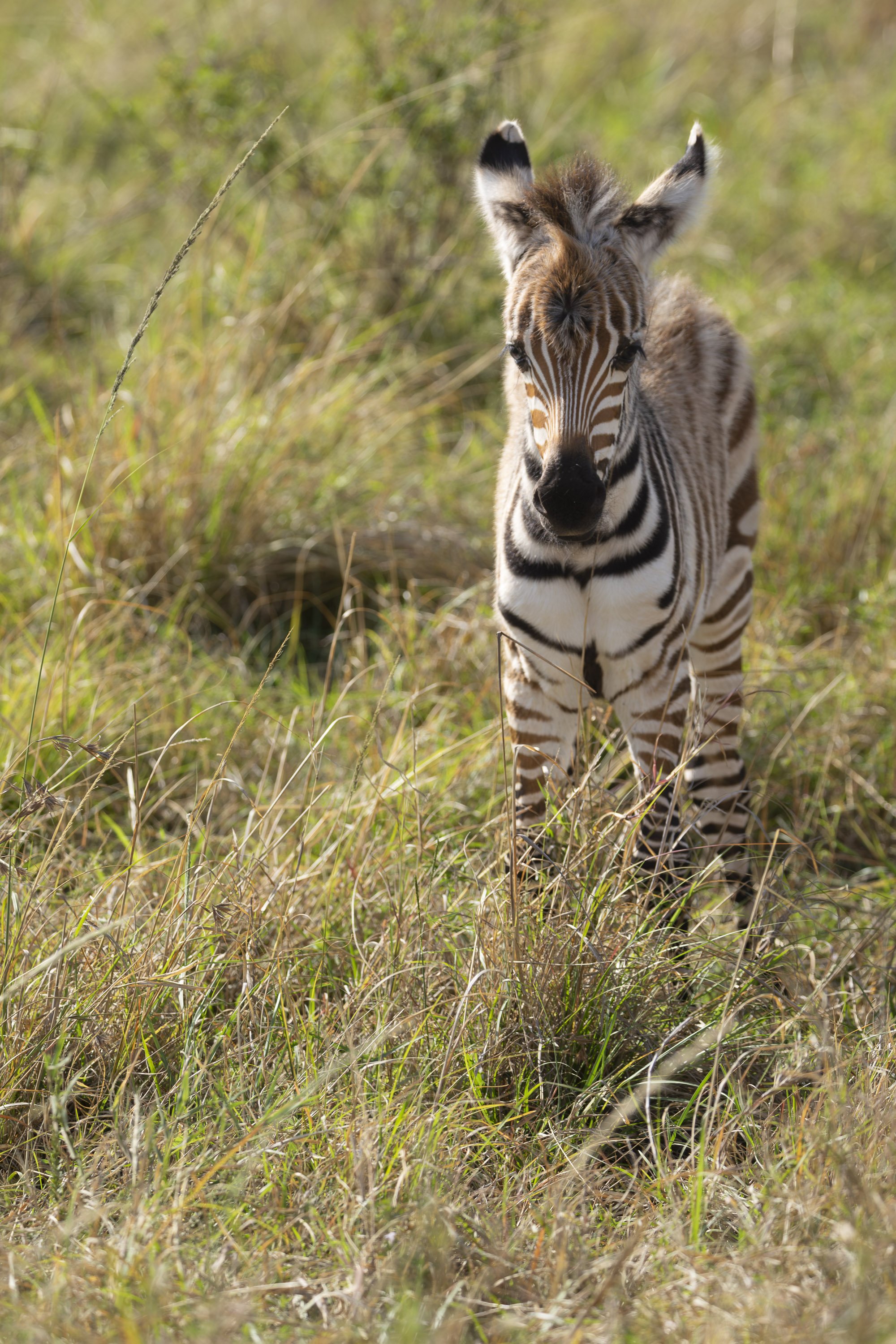 Baby zebra in Naboisho Conservancy, Masai Mara, Kenya 2021 © Jen Goldman