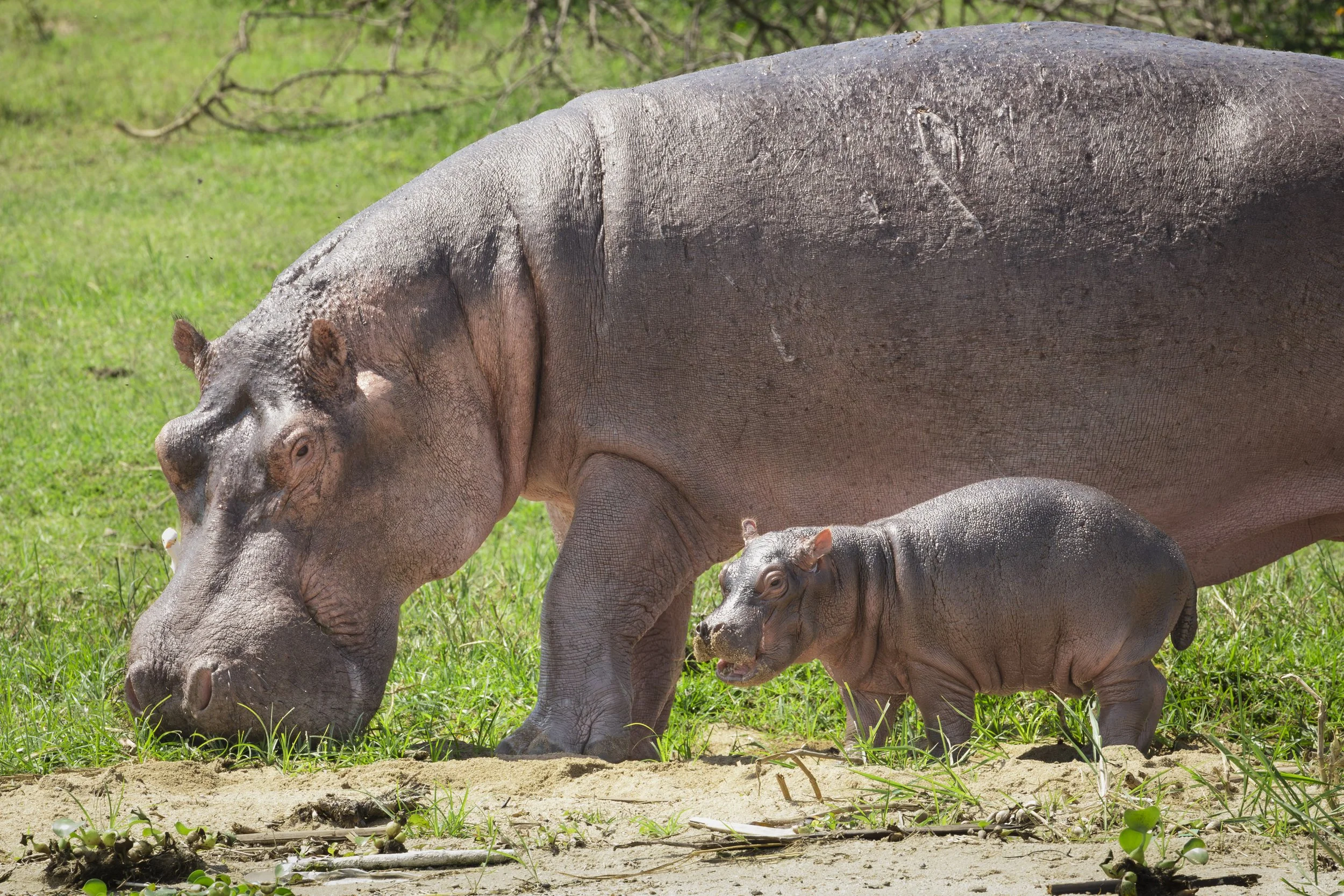Hippo mother and baby in Kazinga Channel, Queen Elizabeth National Park, Uganda 2021 © Jen Goldman