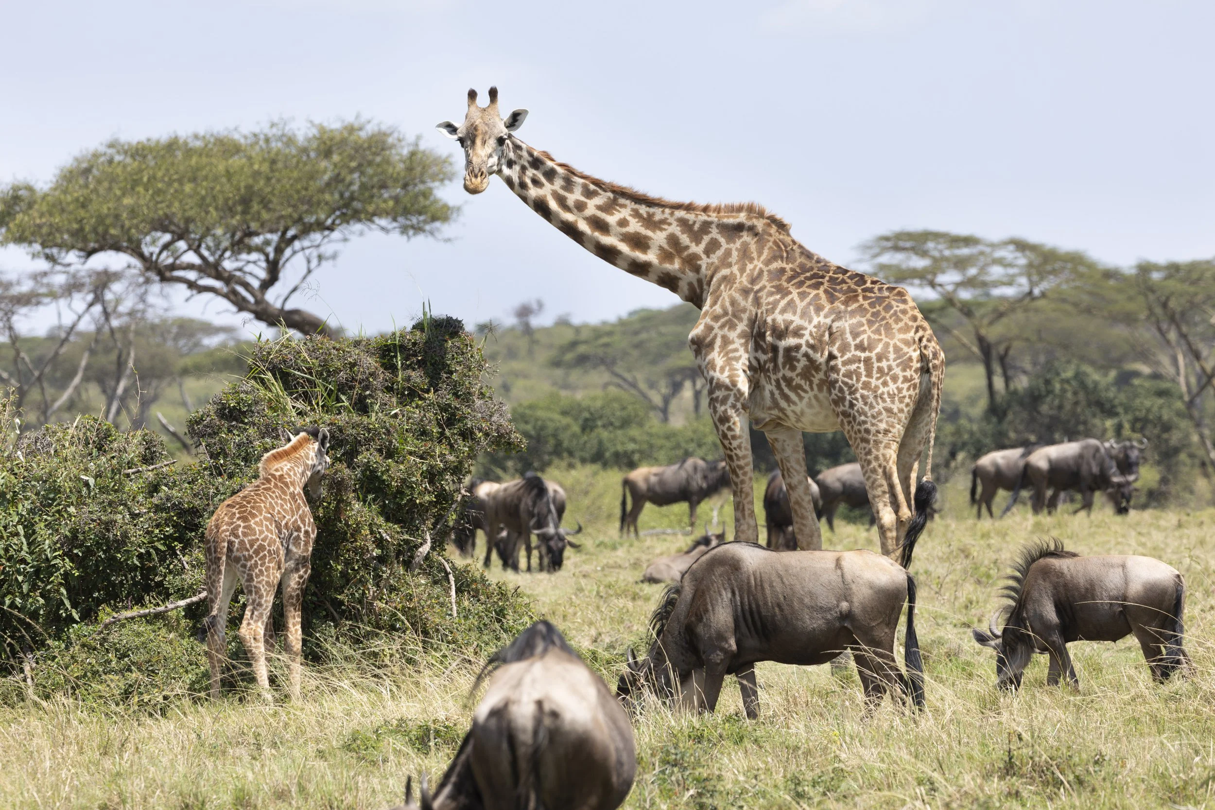 Party in the Mara, Masai Mara, Kenya 2021 © Jen Goldman