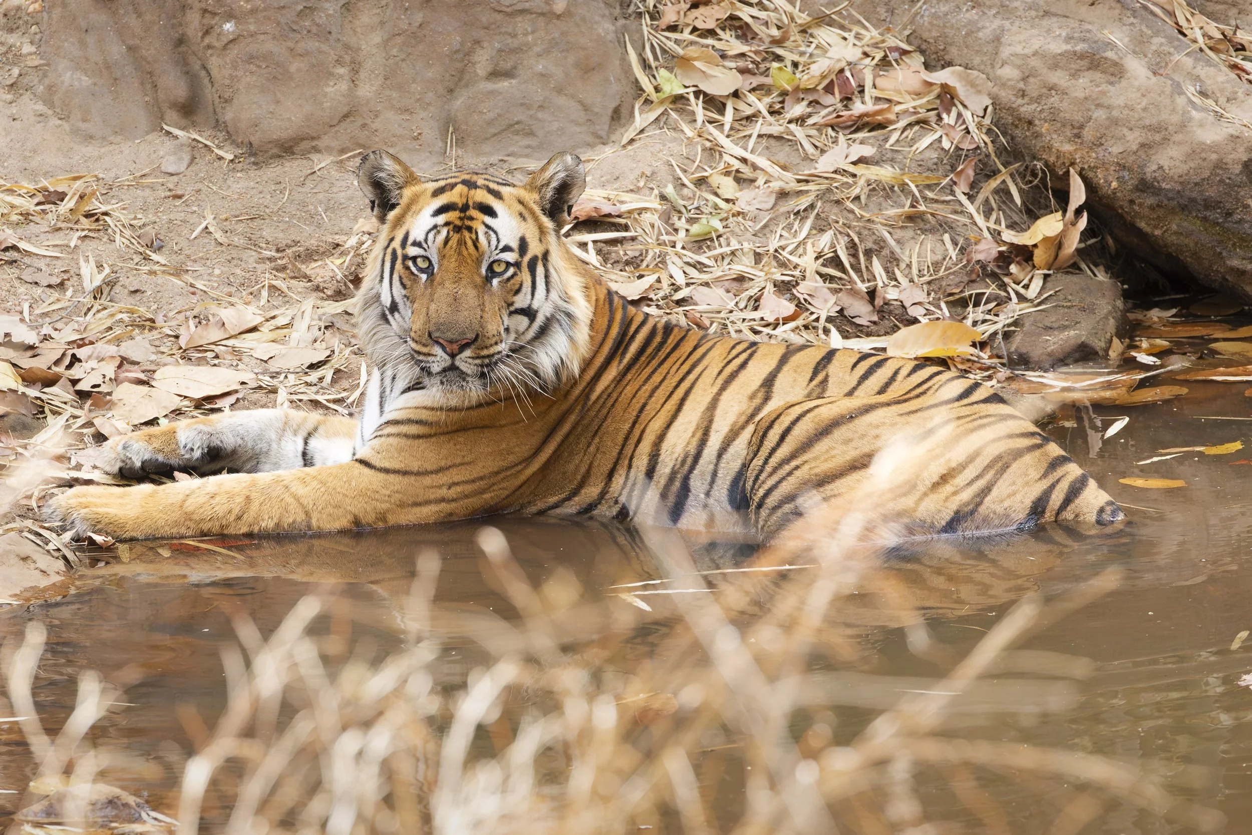 Tiger cooling down in water in Bandhavgarh National Park, India 2023 © Jen Goldman
