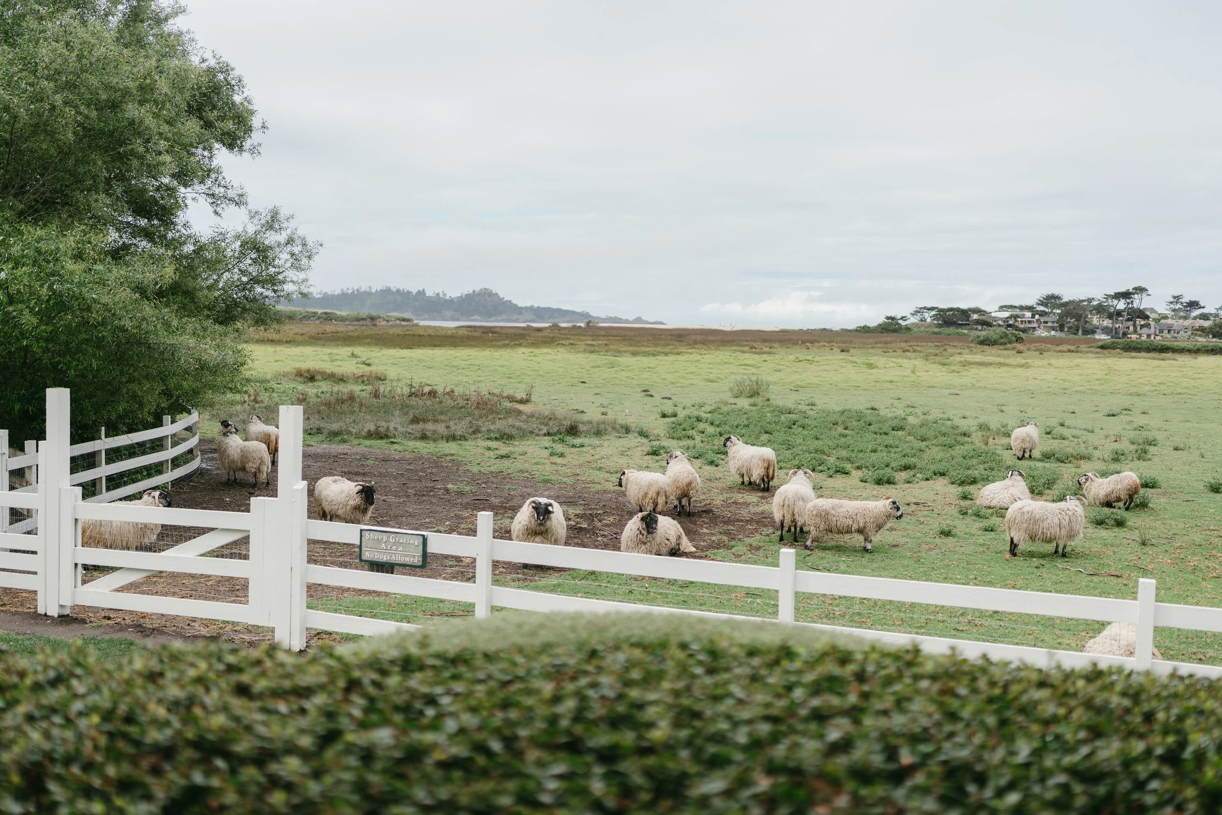 A group of sheep graze in a fenced pasture overlooking a coastal landscape under an overcast sky, with trees and distant homes in the background.