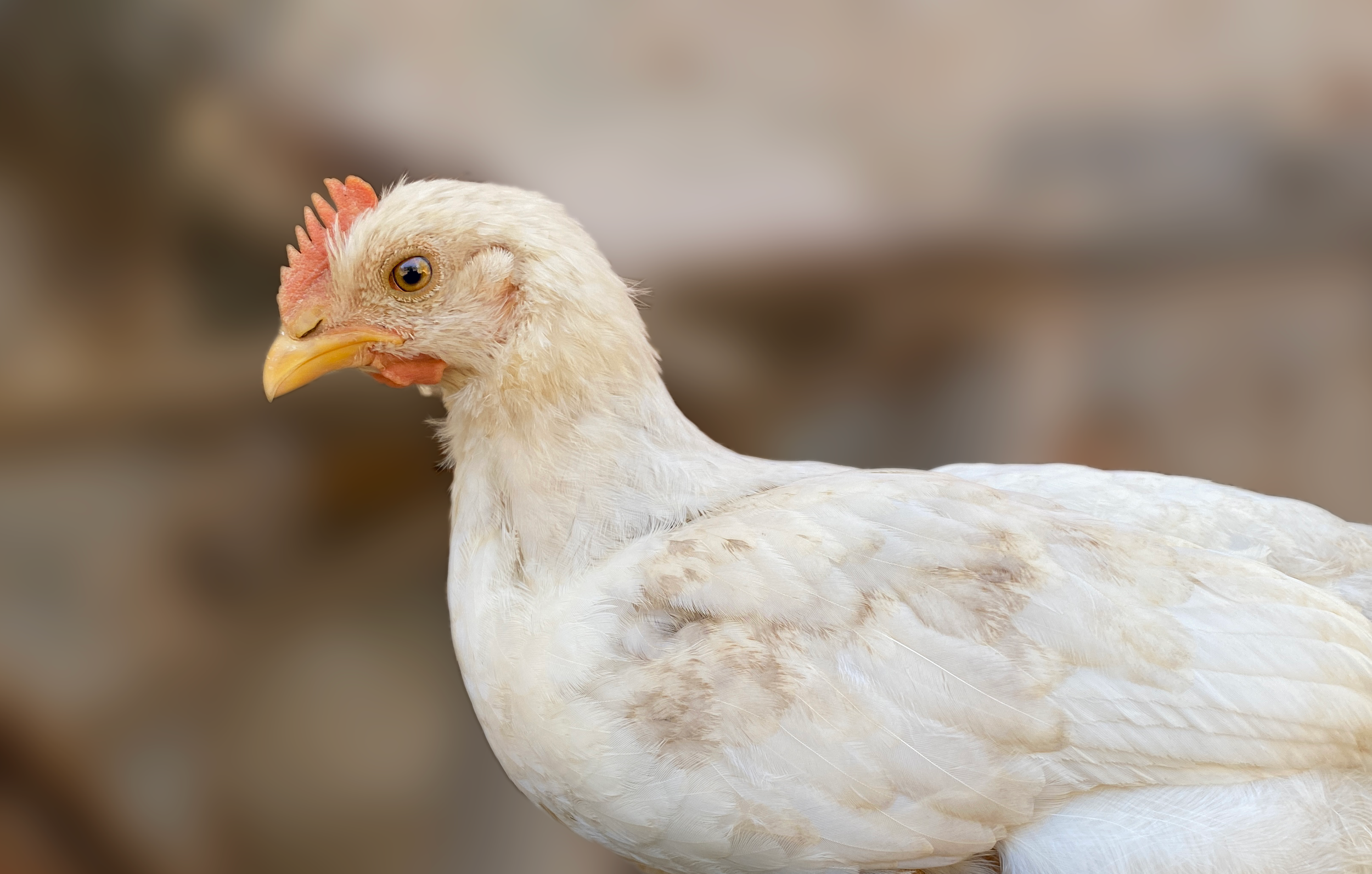 Exploring the Welfare Benefits of Controlled Atmosphere Systems for Poultry Slaughter