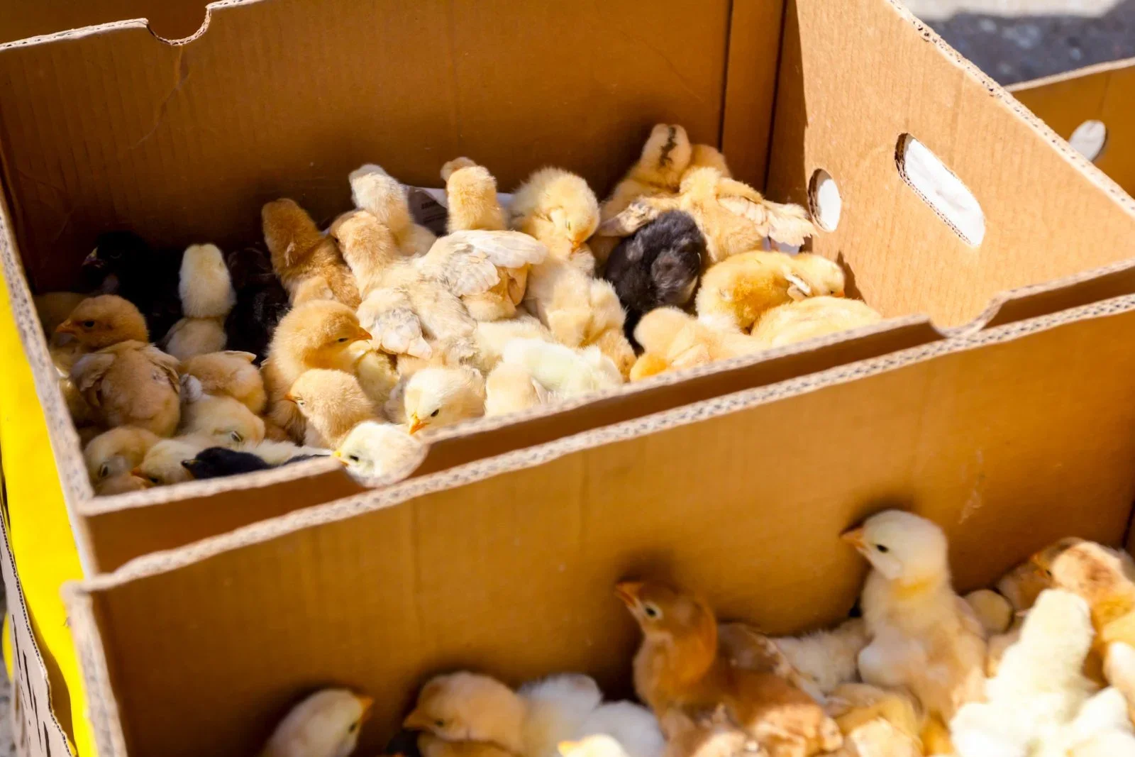 Protect Chicks! Comment on Proposed New Live-Animal Mailing Standards