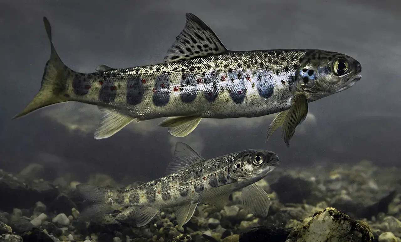 Signed, Sealed, and Delivered on behalf of Maine’s Farmed Fish!