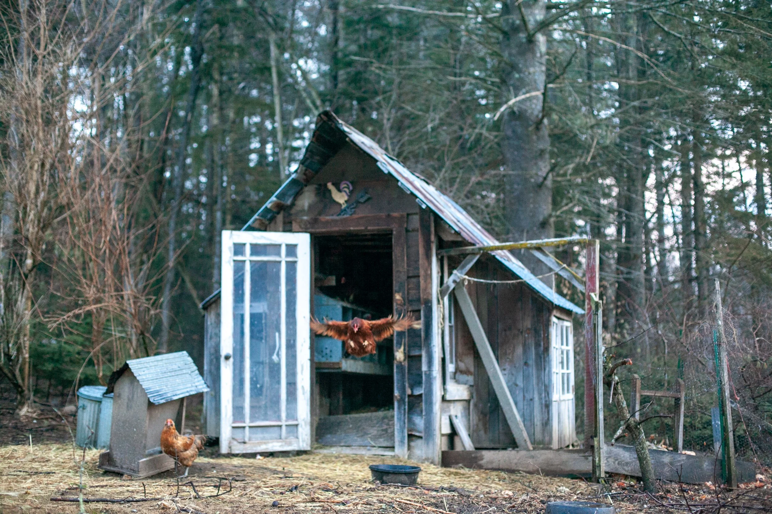 How Long Do Chickens Live? And Six More Chicken Questions