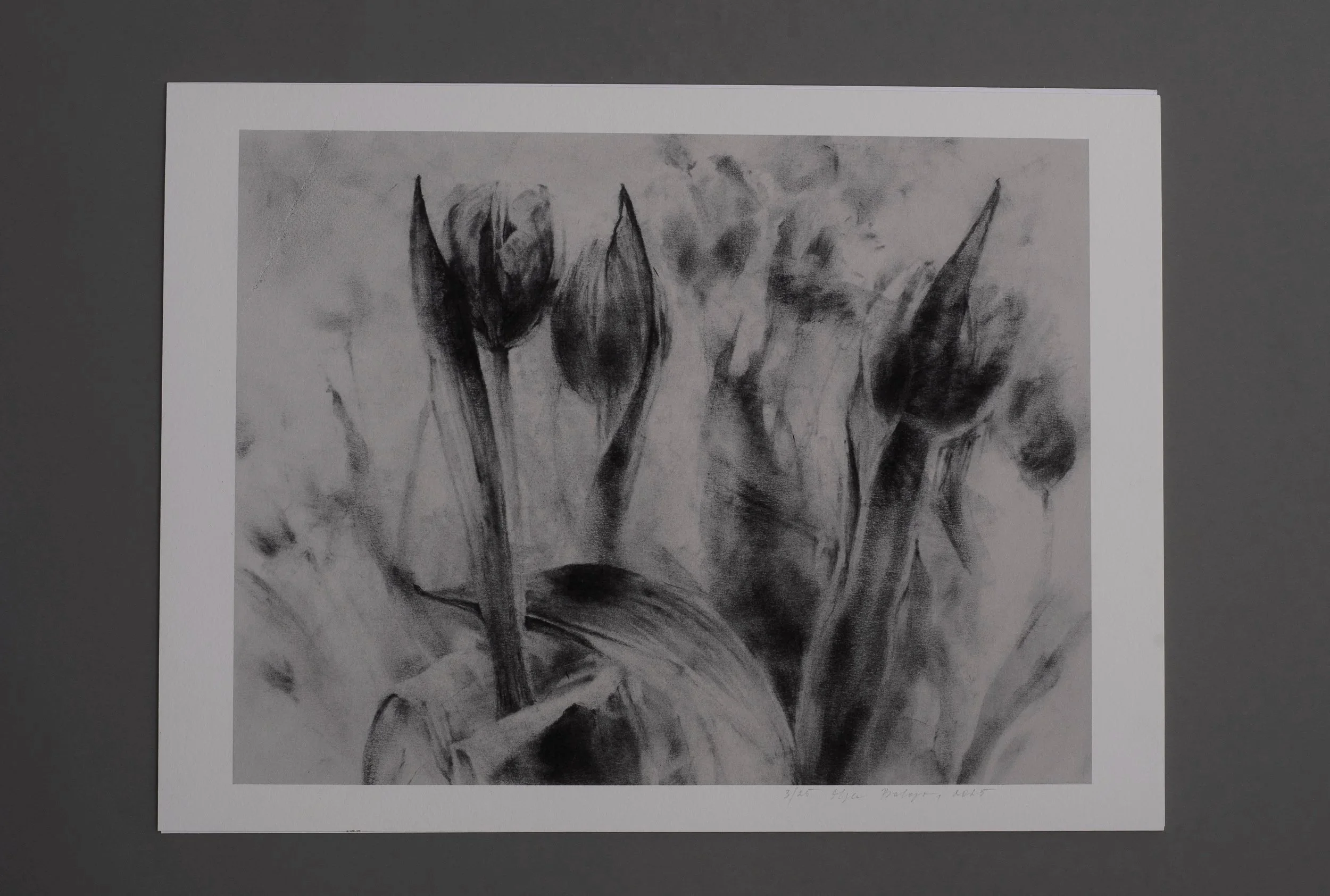 tulips-in-passing-charcoal--florals-print-01.jpg