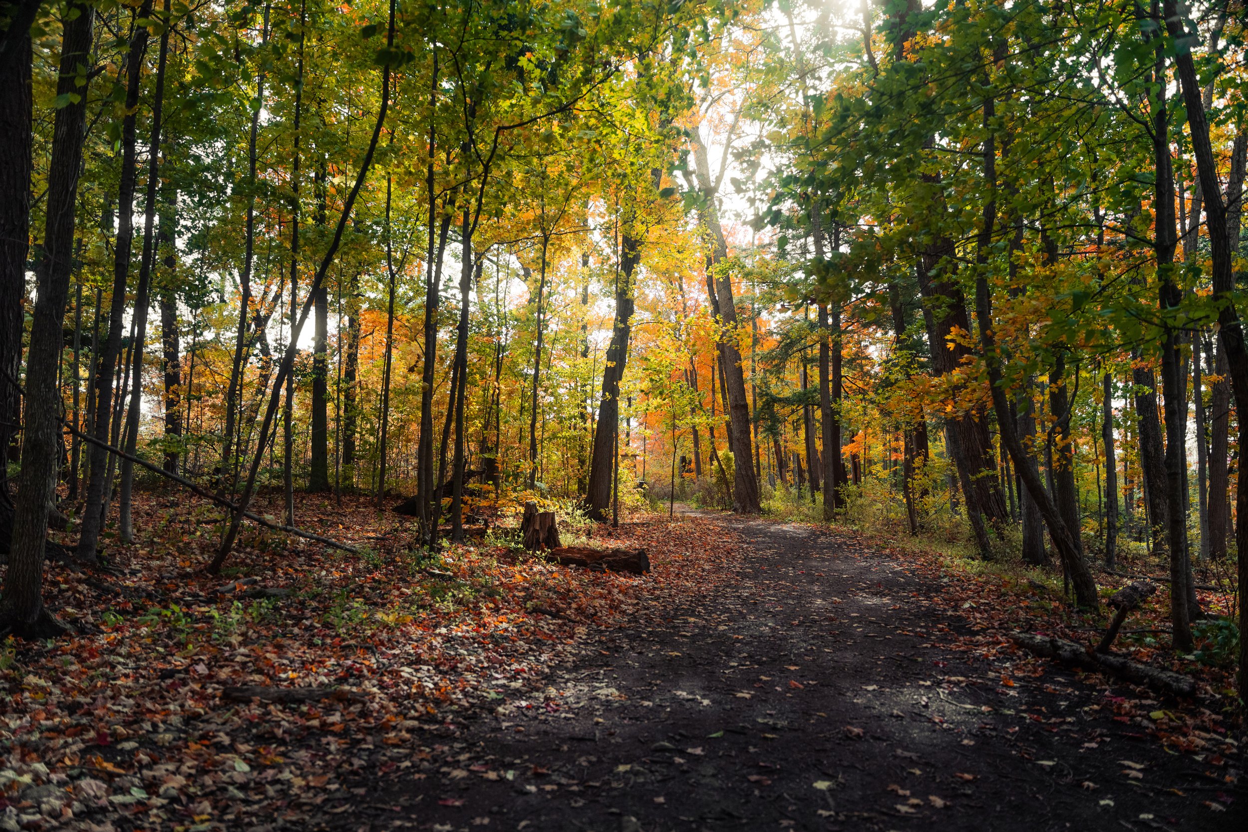 A forest trail during autumn with colorful fall foliage and fallen leaves on the ground, sunlight filtering through the trees.