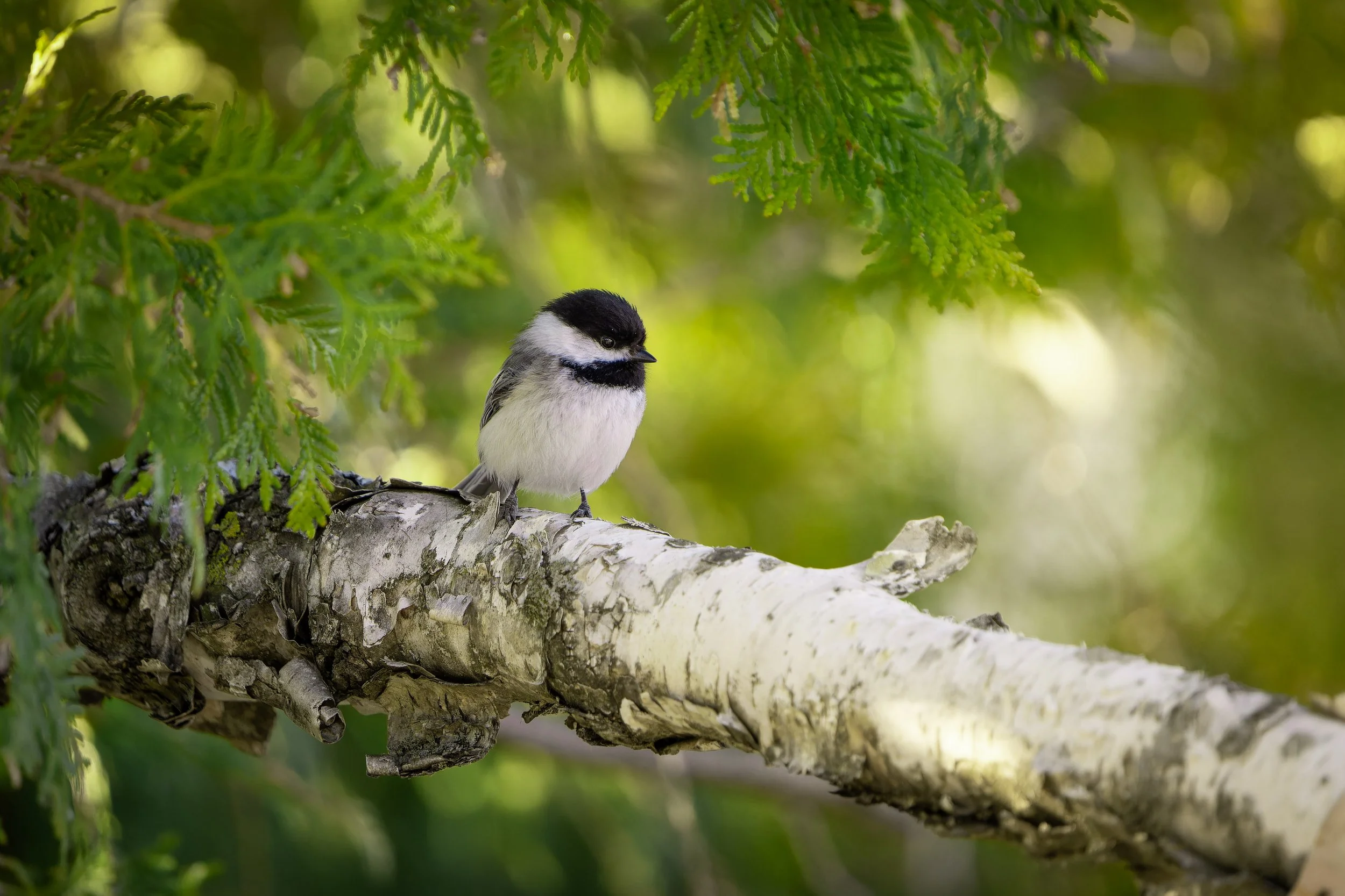A small bird with black, white, and gray feathers perched on a tree branch surrounded by green leaves.