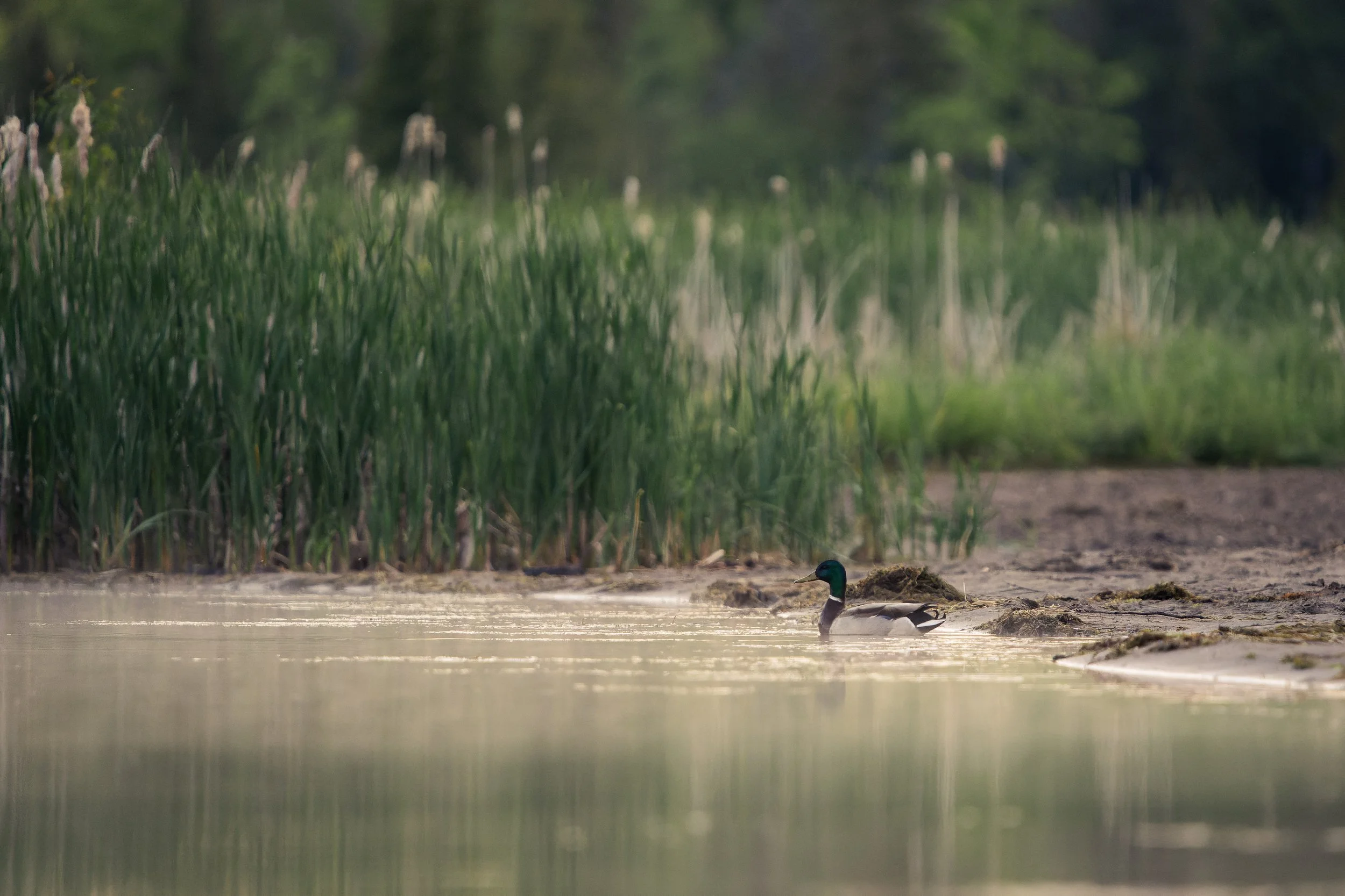 A duck standing on the edge of a calm body of water, with tall greenery and trees in the background.