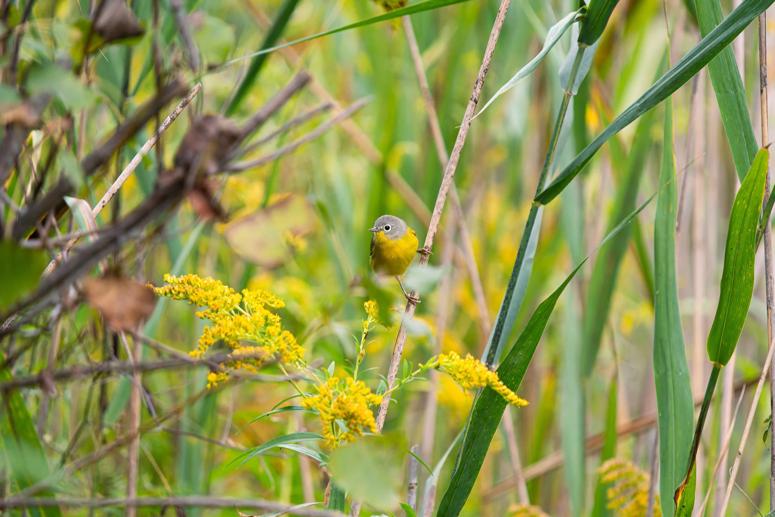 A small bird with yellow and gray feathers perched on a branch amidst tall green grass and yellow flowers in a natural setting.