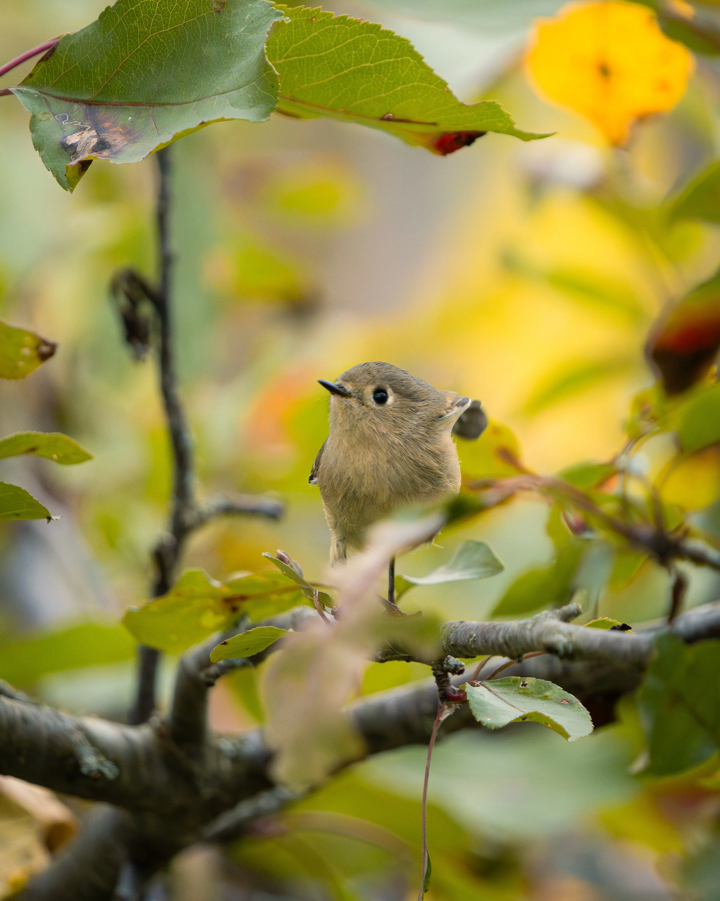 A small bird with brownish feathers perched on a tree branch amid green and yellow leaves, some with spots and damage.