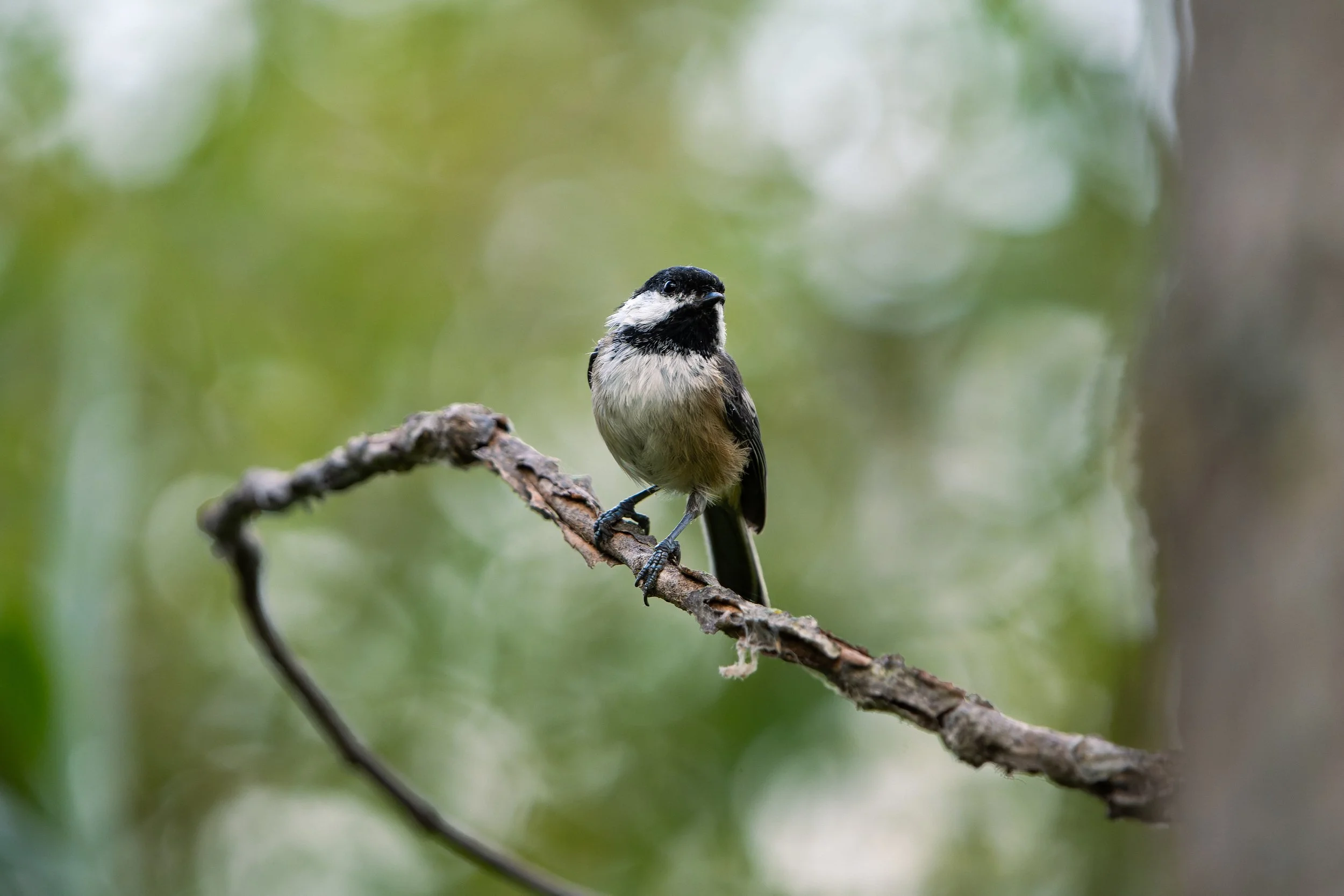 A small bird with black and white markings perched on a thin, twisted tree branch amid blurred green foliage.
