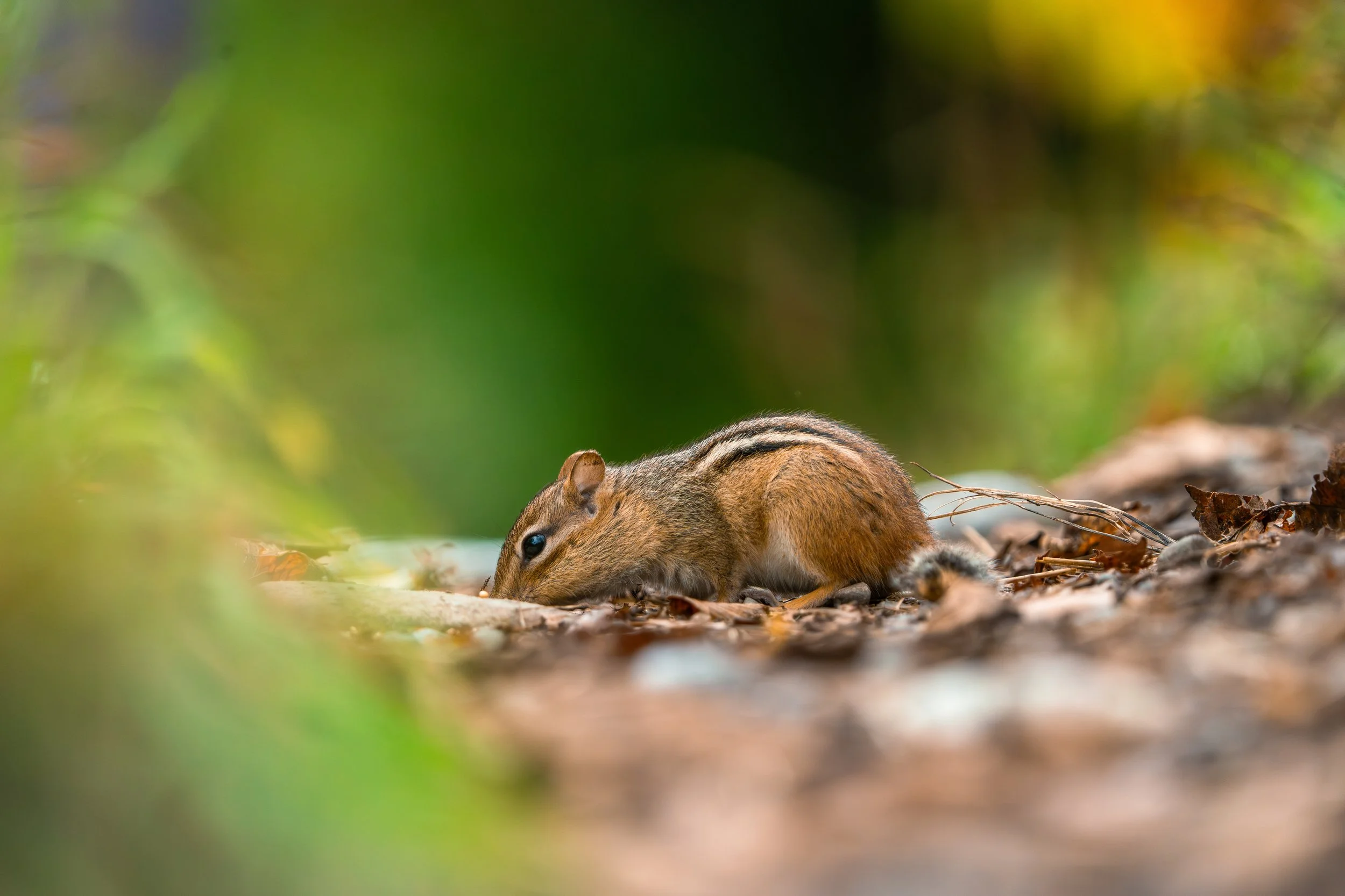 A small squirrel with brown fur and black stripes on its back is foraging on the forest floor among fallen leaves, with a blurred green and yellow background.