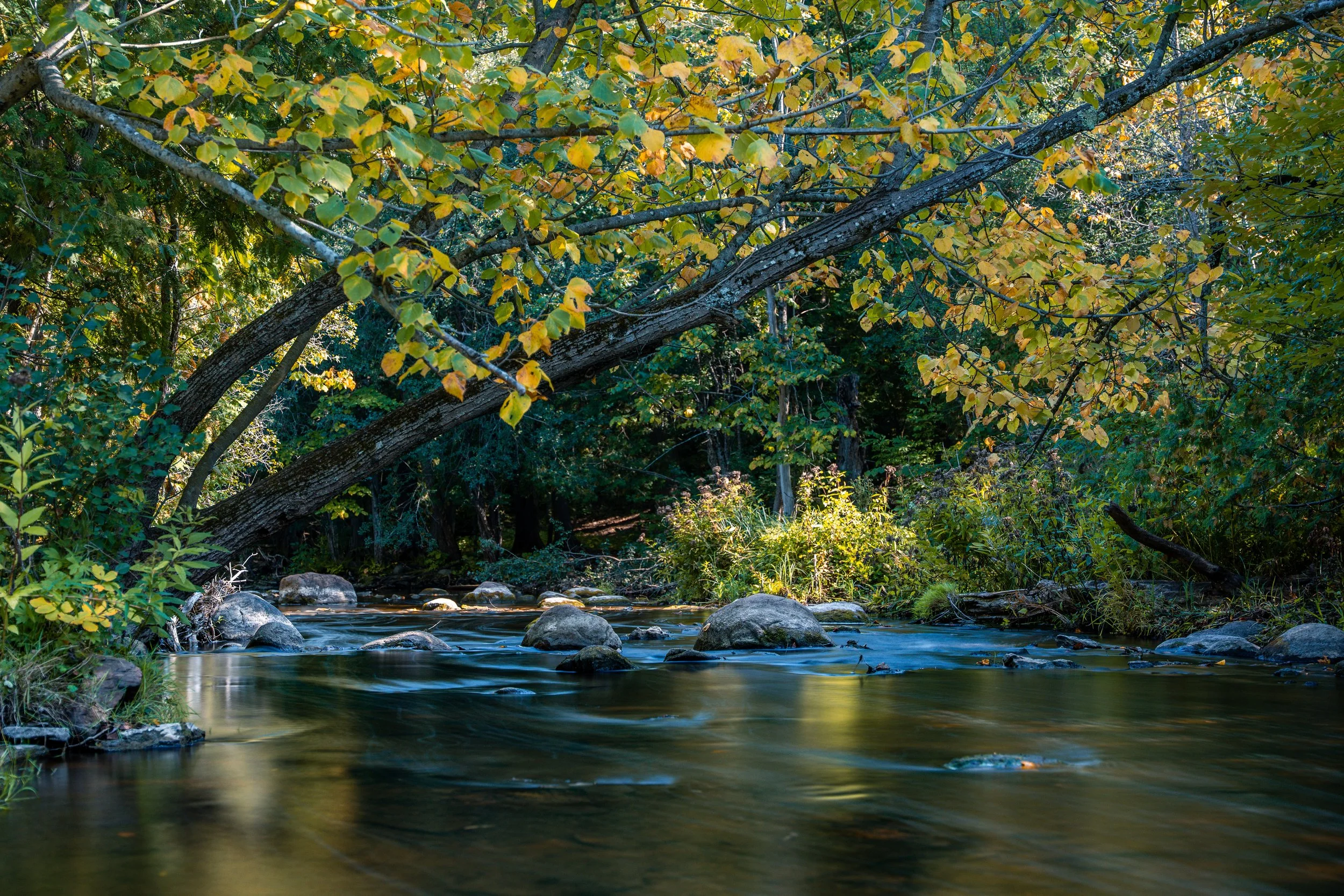 A small creek flowing through a forest with trees and green foliage, some leaves turning yellow, and sunlight shining on the water.