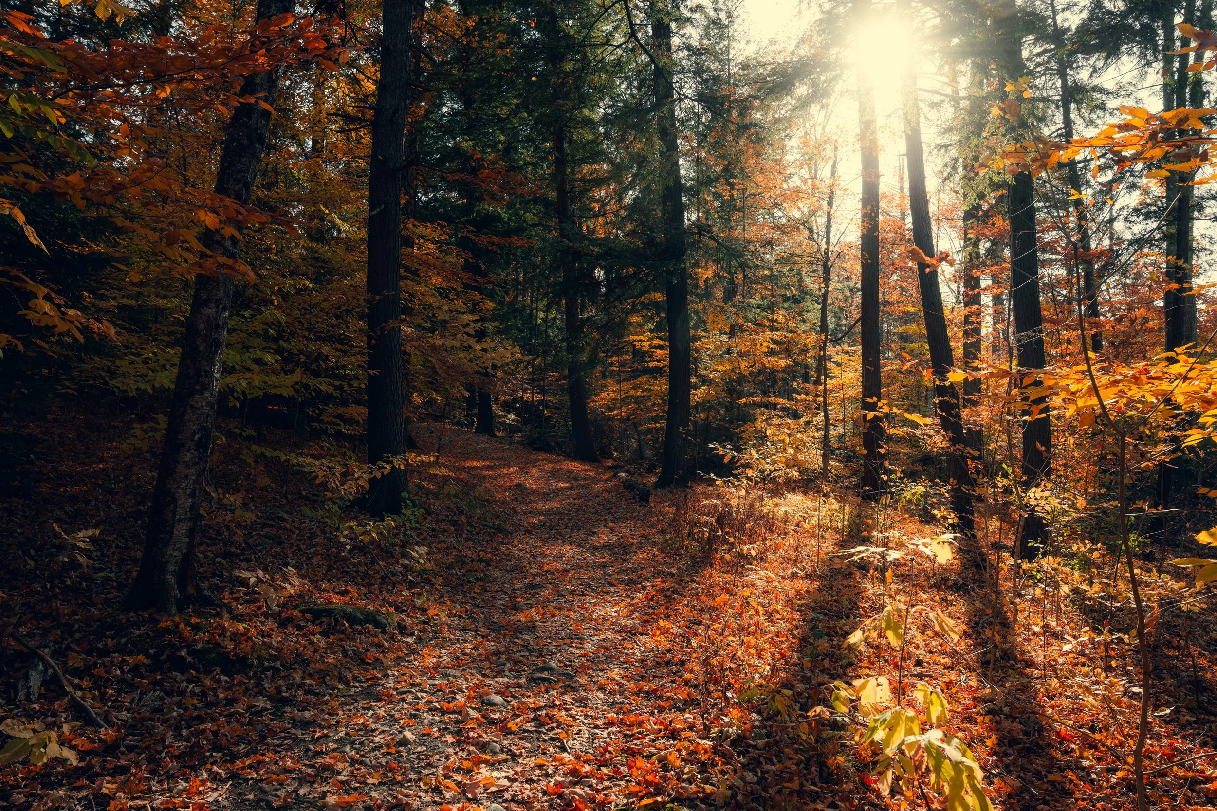 A forest trail during autumn with tall trees and colorful leaves, sunlight filtering through the branches.
