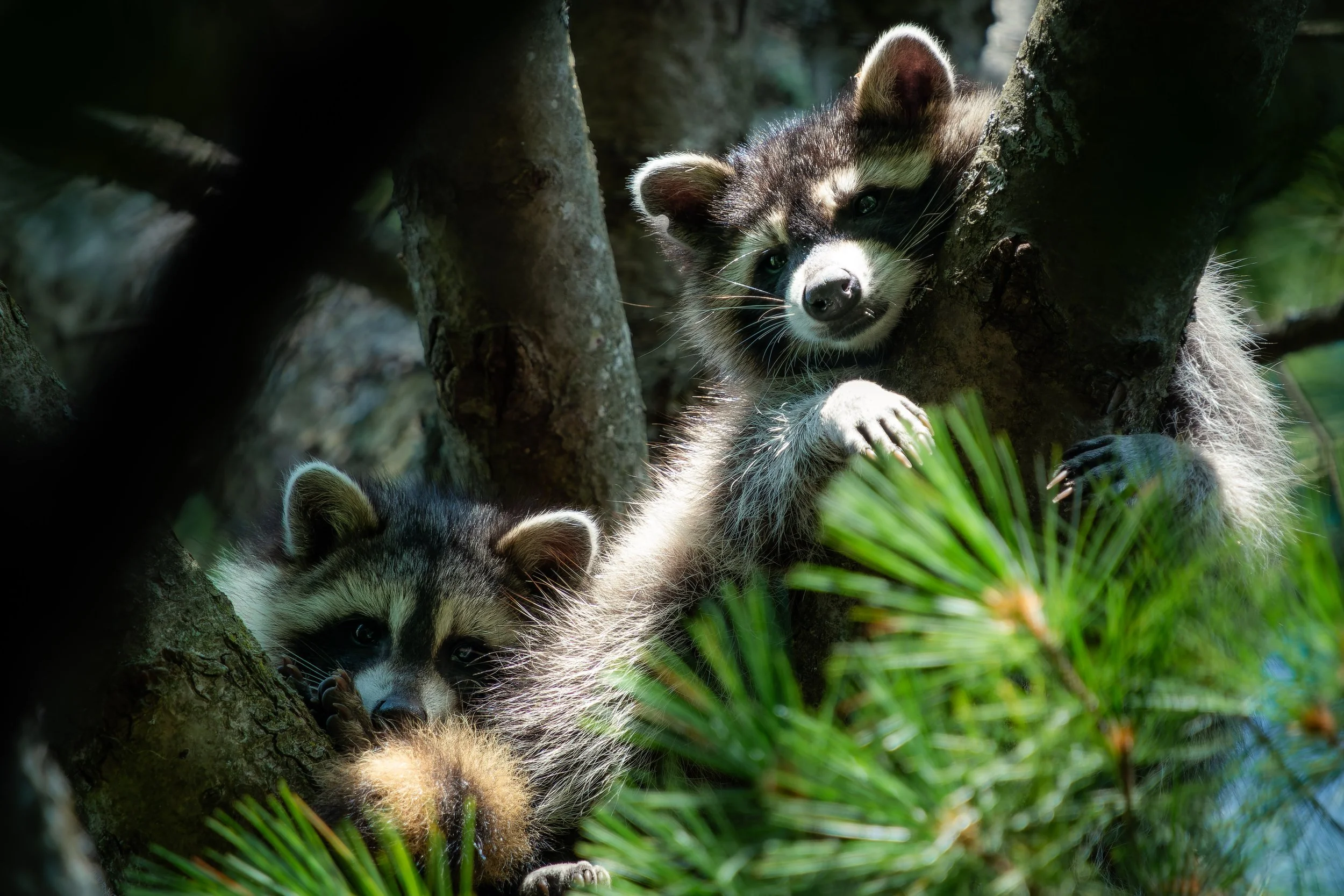 Two raccoons climbing on tree branches in a forest setting, one near the top and the other close to the ground, surrounded by green foliage.