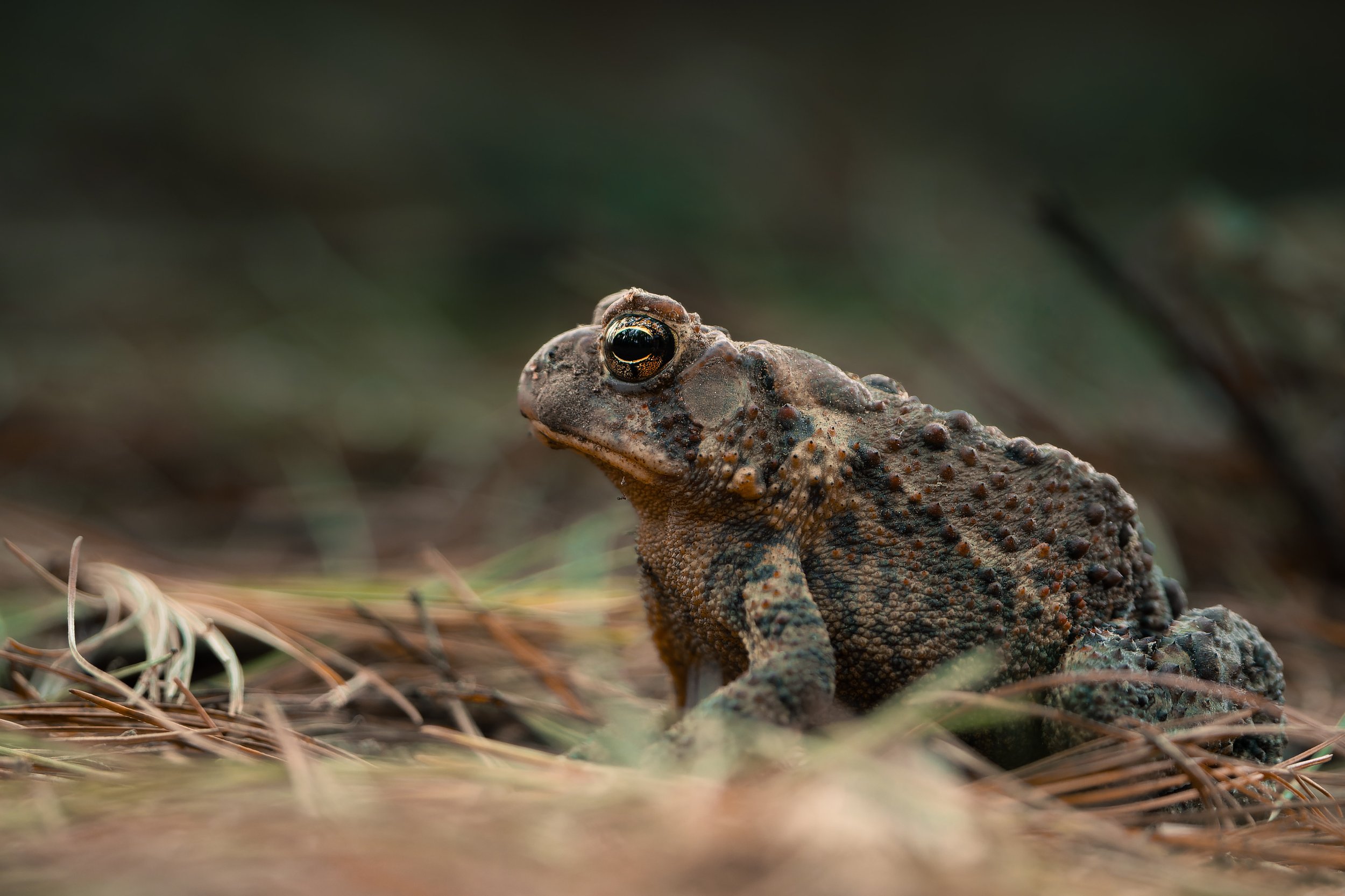 Close-up of a toad on the ground amid grass and pine needles.