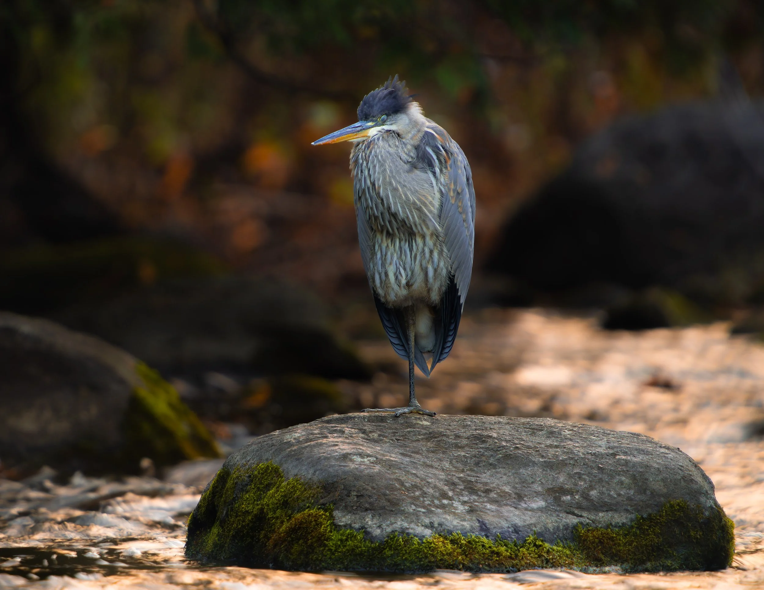 A heron standing on a rock in a natural setting, with a blurred background of rocks and greenery.