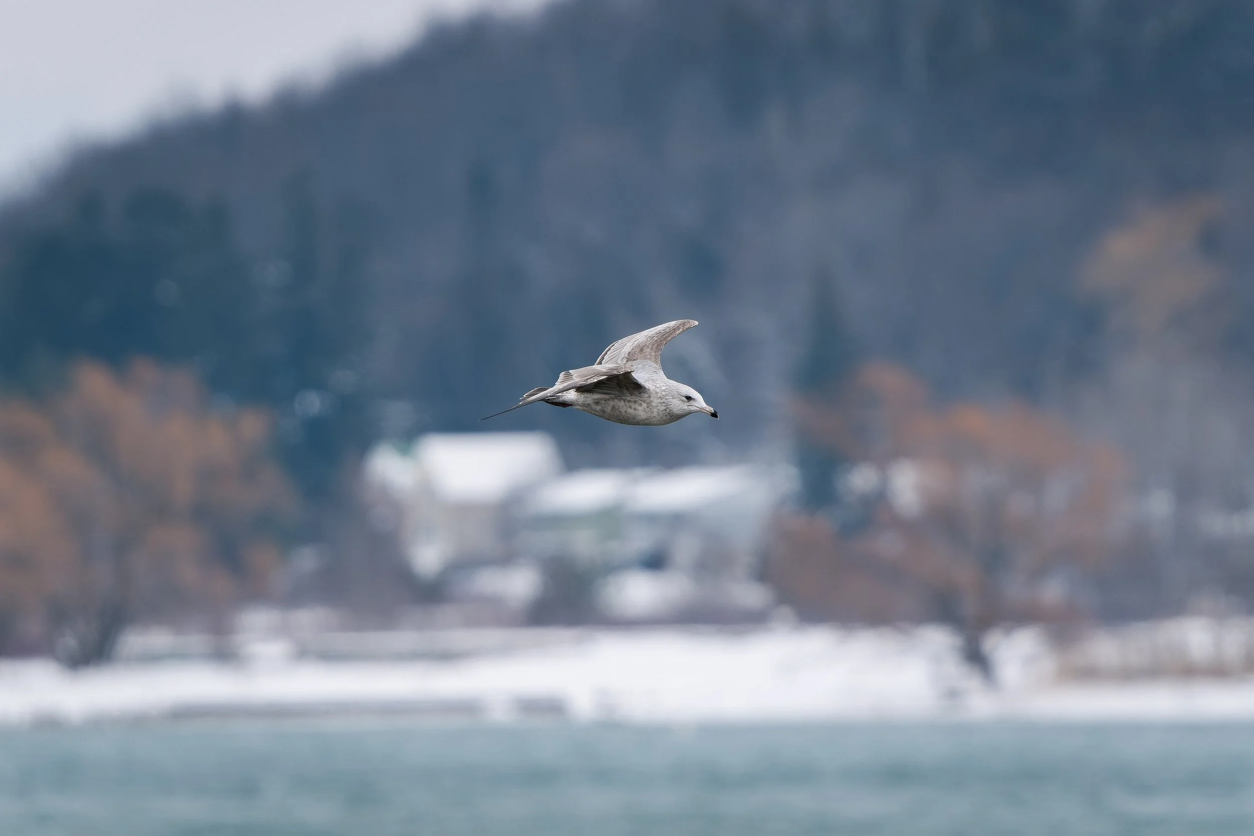 A seagull flying over a body of water with mountains in the background.