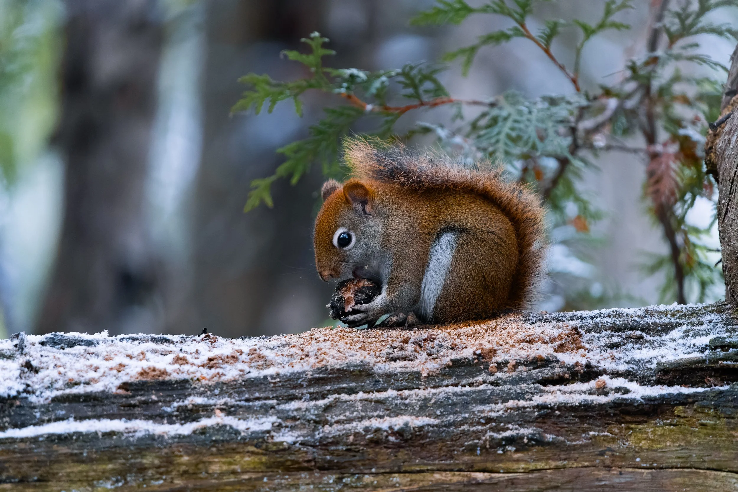 A red squirrel sitting on a snowy log, holding a nut, with green pine branches and a blurred forest background.
