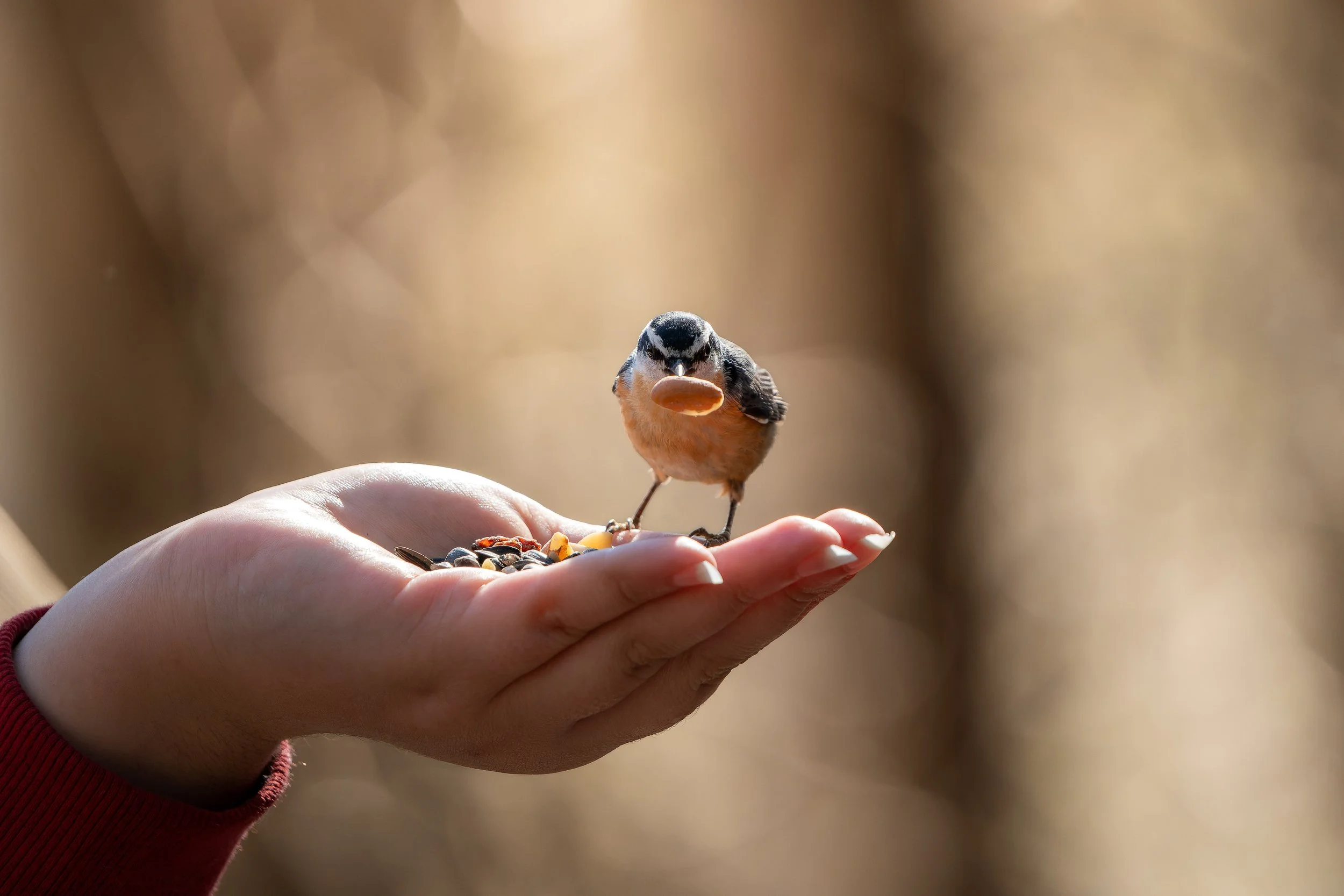 A person's hand holding a handful of mixed birdseed with a small bird perched on their fingers, feeding from the seed.