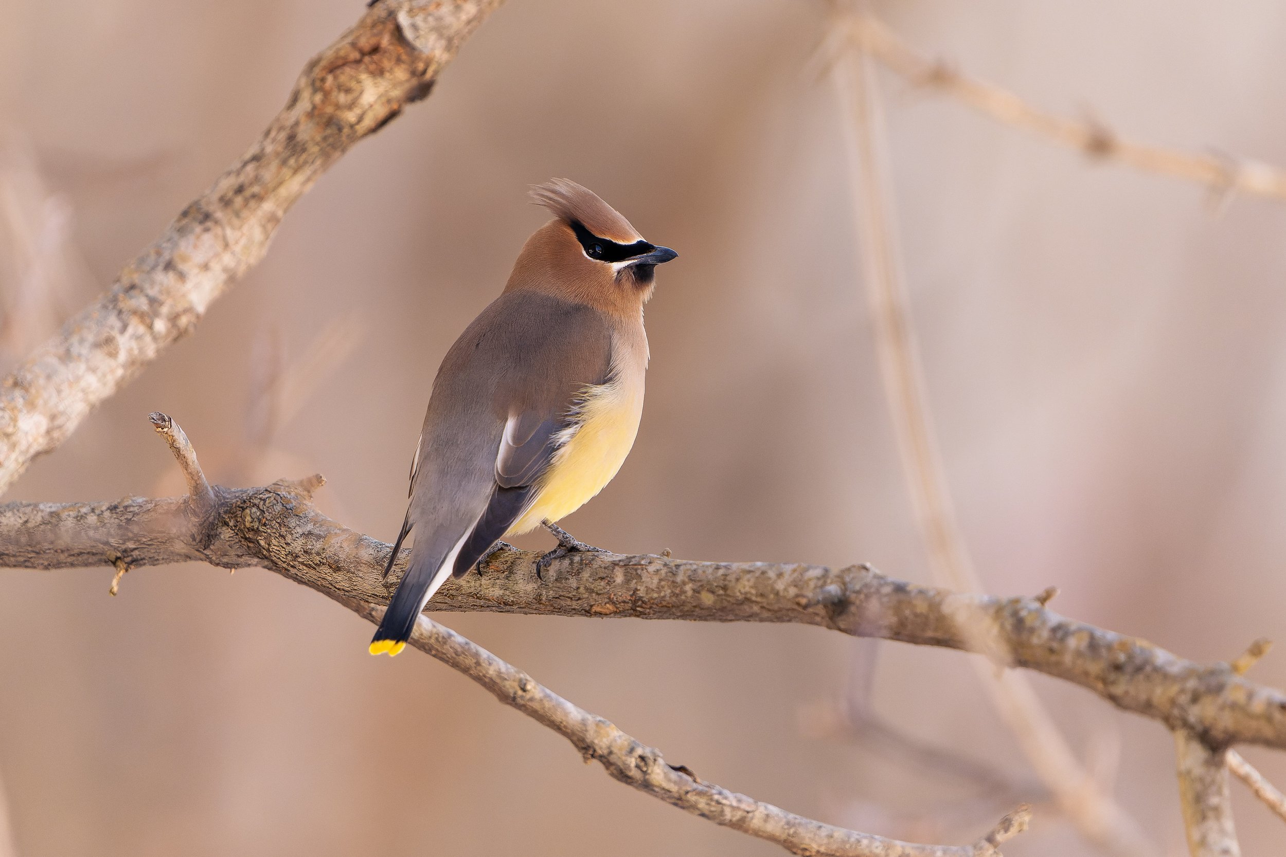 A cedar waxwing perched on a tree branch, with a distinctive crest, black mask around eyes, and yellow-tipped tail feathers, against a blurred neutral background.