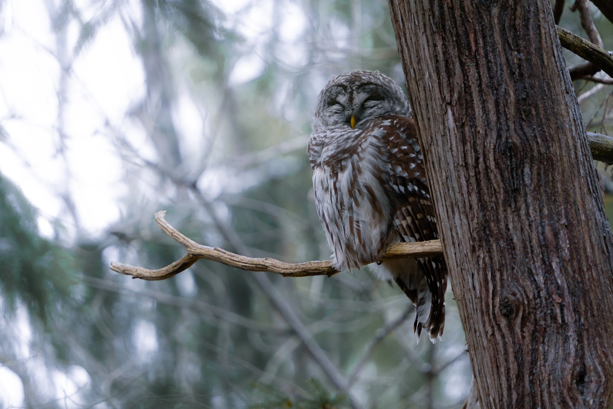 A photographed owl with closed eyes, perched on a tree trunk with a background of blurred tree branches and leaves.