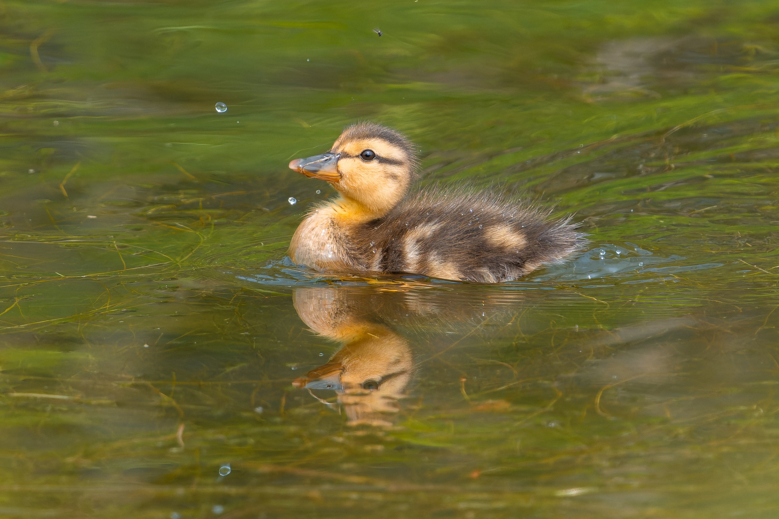 A duckling swimming in a greenish pond with its beak slightly open, causing water droplets around its face.