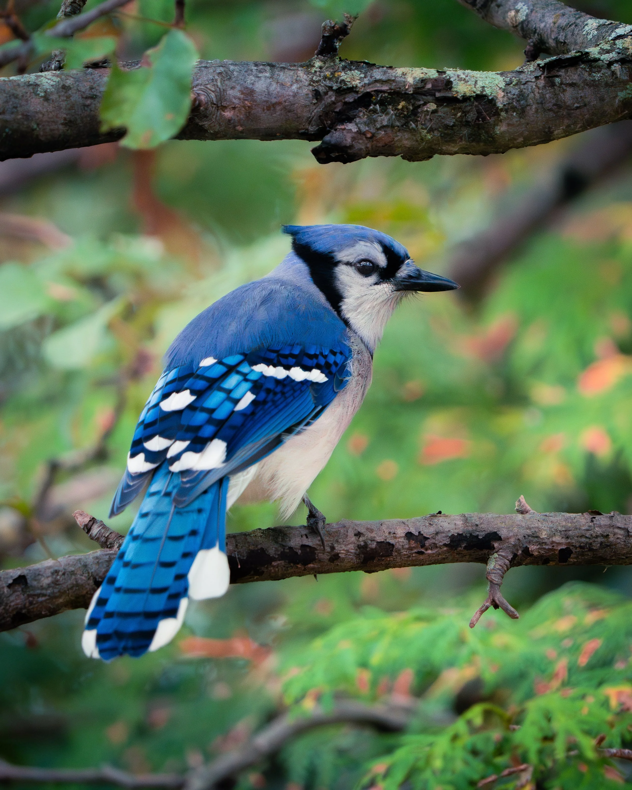 Close-up of a blue jay perched on a tree branch with green leaves and a blurry background.