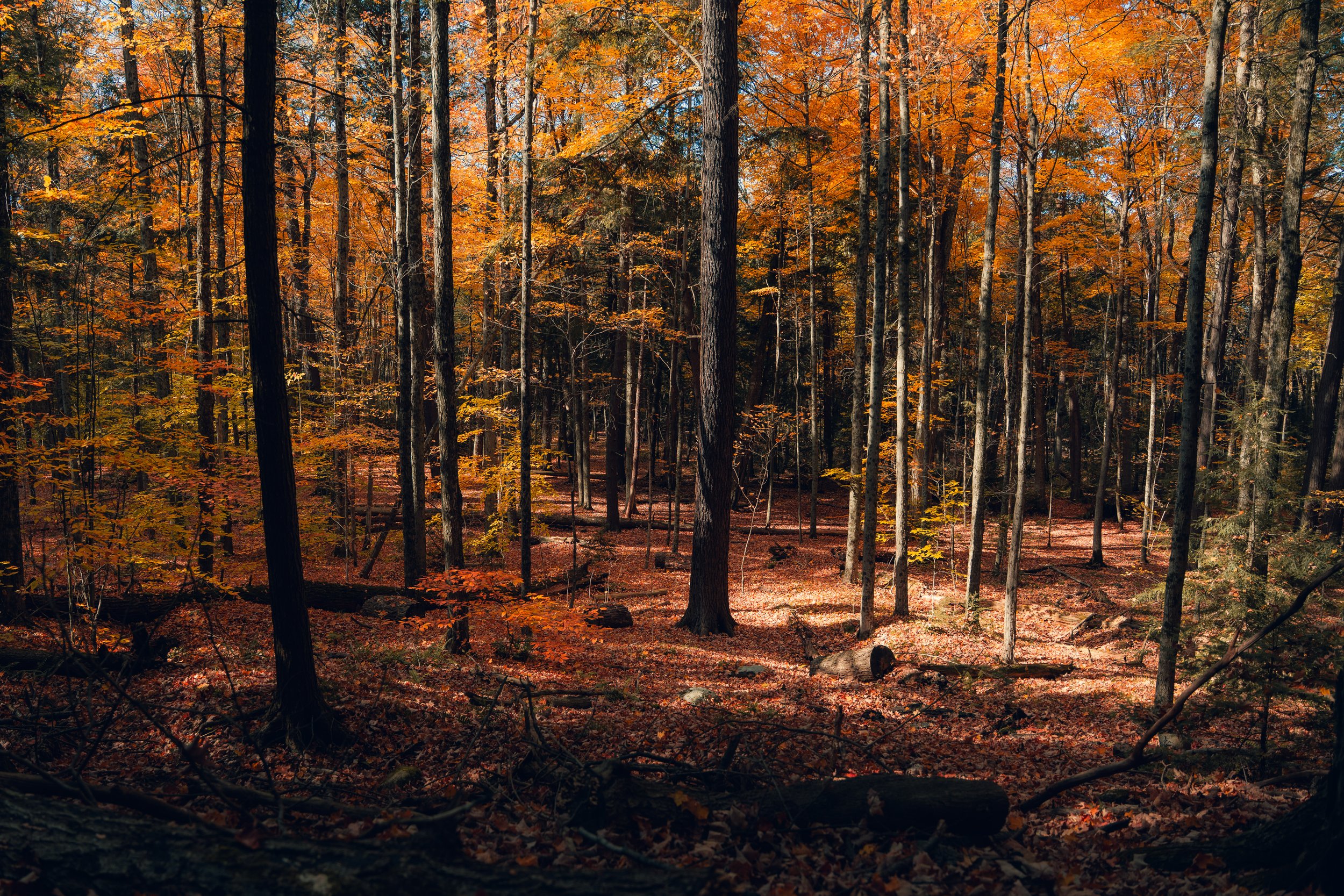 A dense autumn forest with tall trees showcasing orange and yellow leaves, with sunlight filtering through the canopy and fallen leaves on the forest floor.