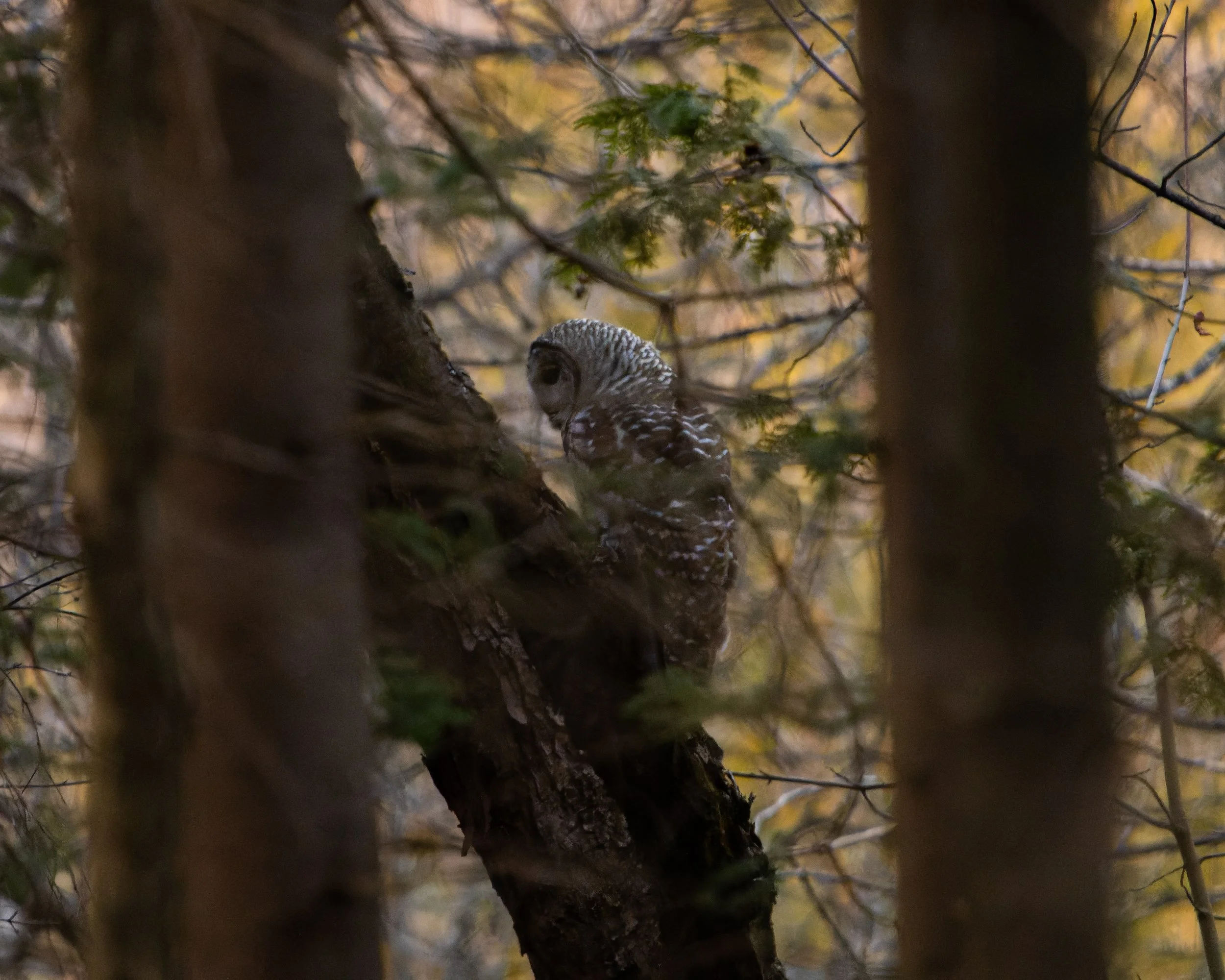 A barred owl perched on a tree branch surrounded by autumn foliage with yellow and orange leaves and some greenery.