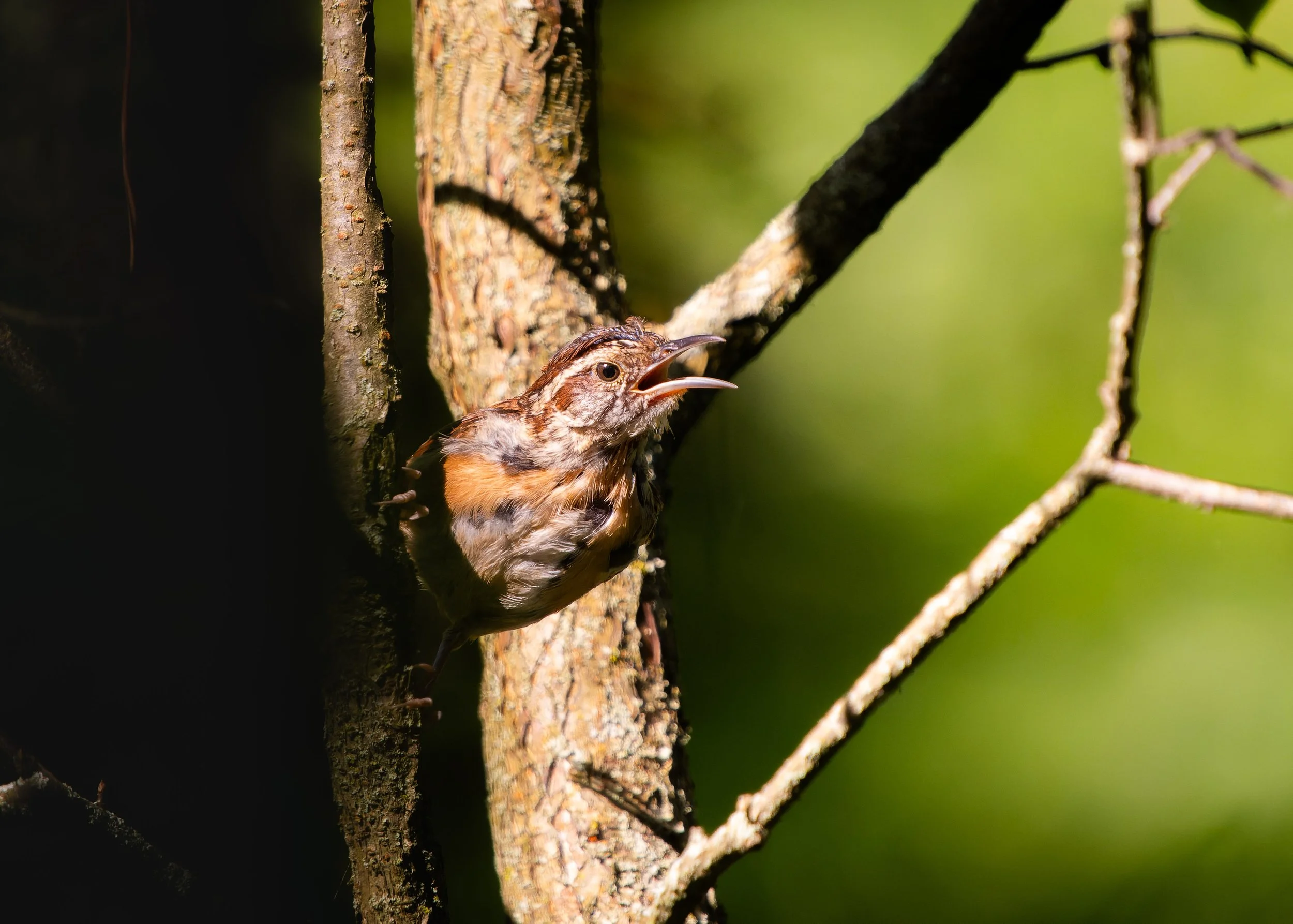 A bird chick with brown and orange feathers singing or calling while perched on a tree branch in a forested area.