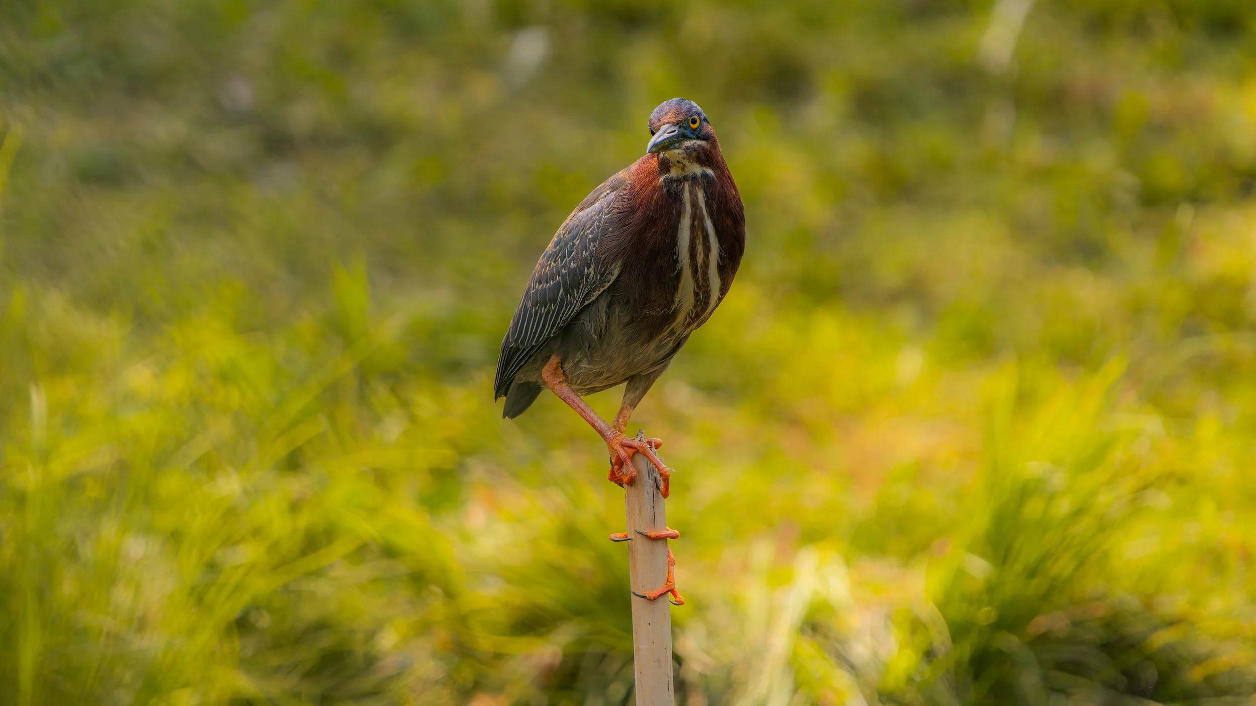 A bird with brown and black feathers perched on a small stick against a blurred green background.